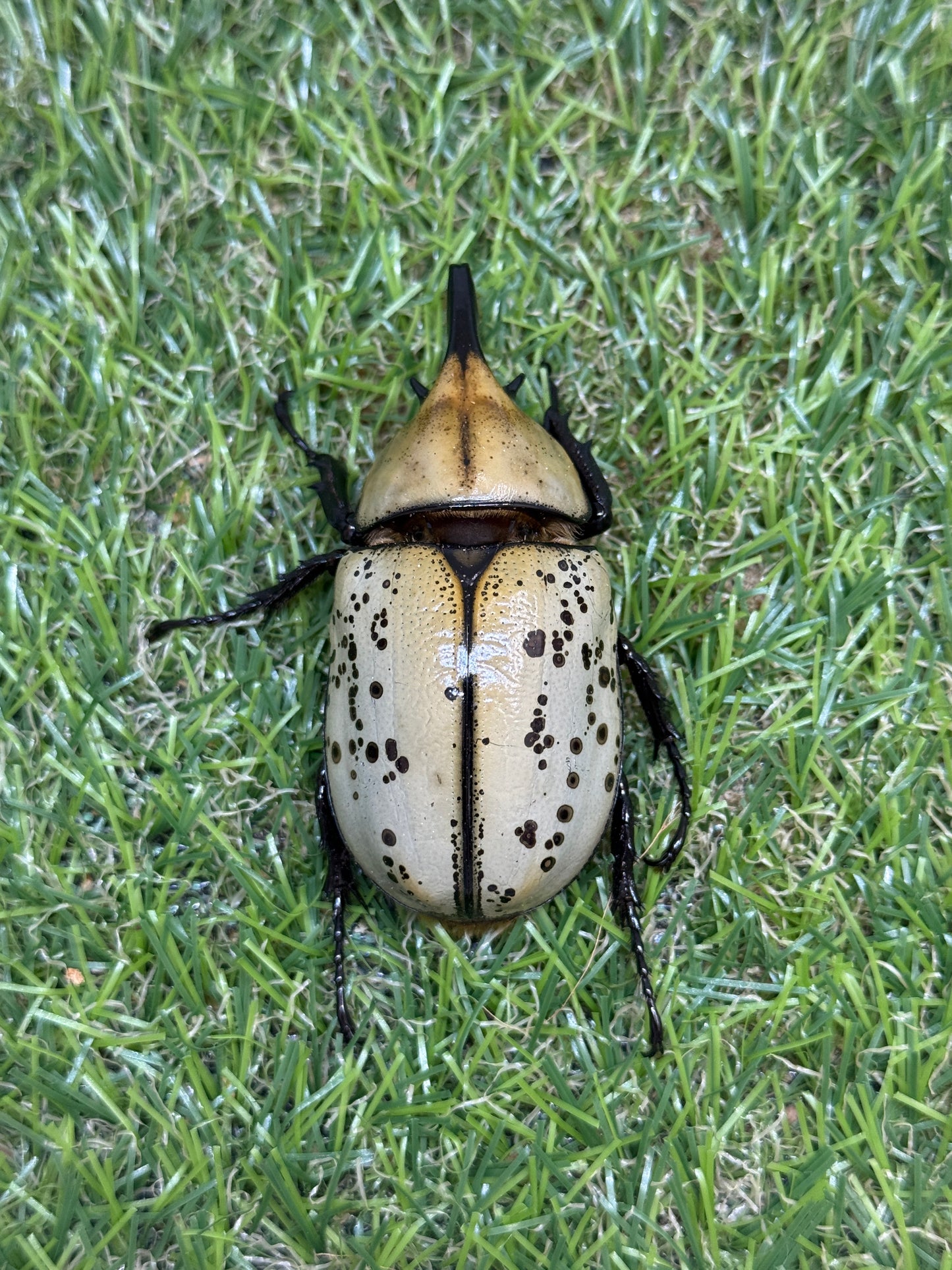 ティティウスシロカブト　♂64mm成虫ペア