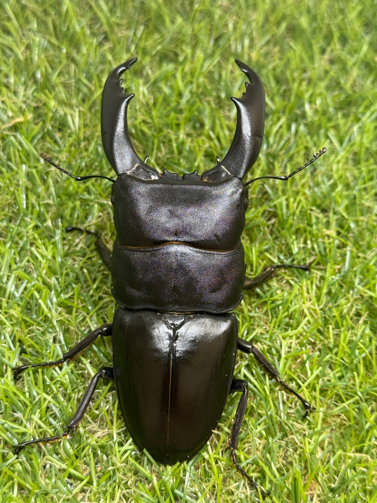 テイオウヒラタクワガタ(大城戸血統)　♂100mm成虫ペア