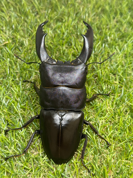 テイオウヒラタクワガタ(大城戸血統)　♂100mm成虫ペア