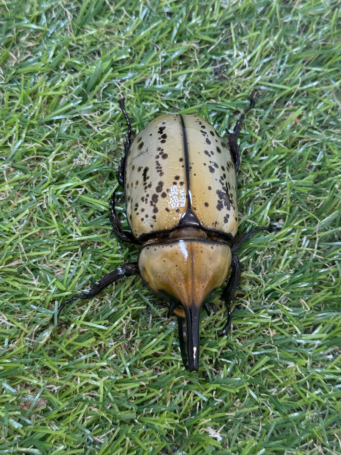 ティティウスシロカブト　♂66mm成虫ペア