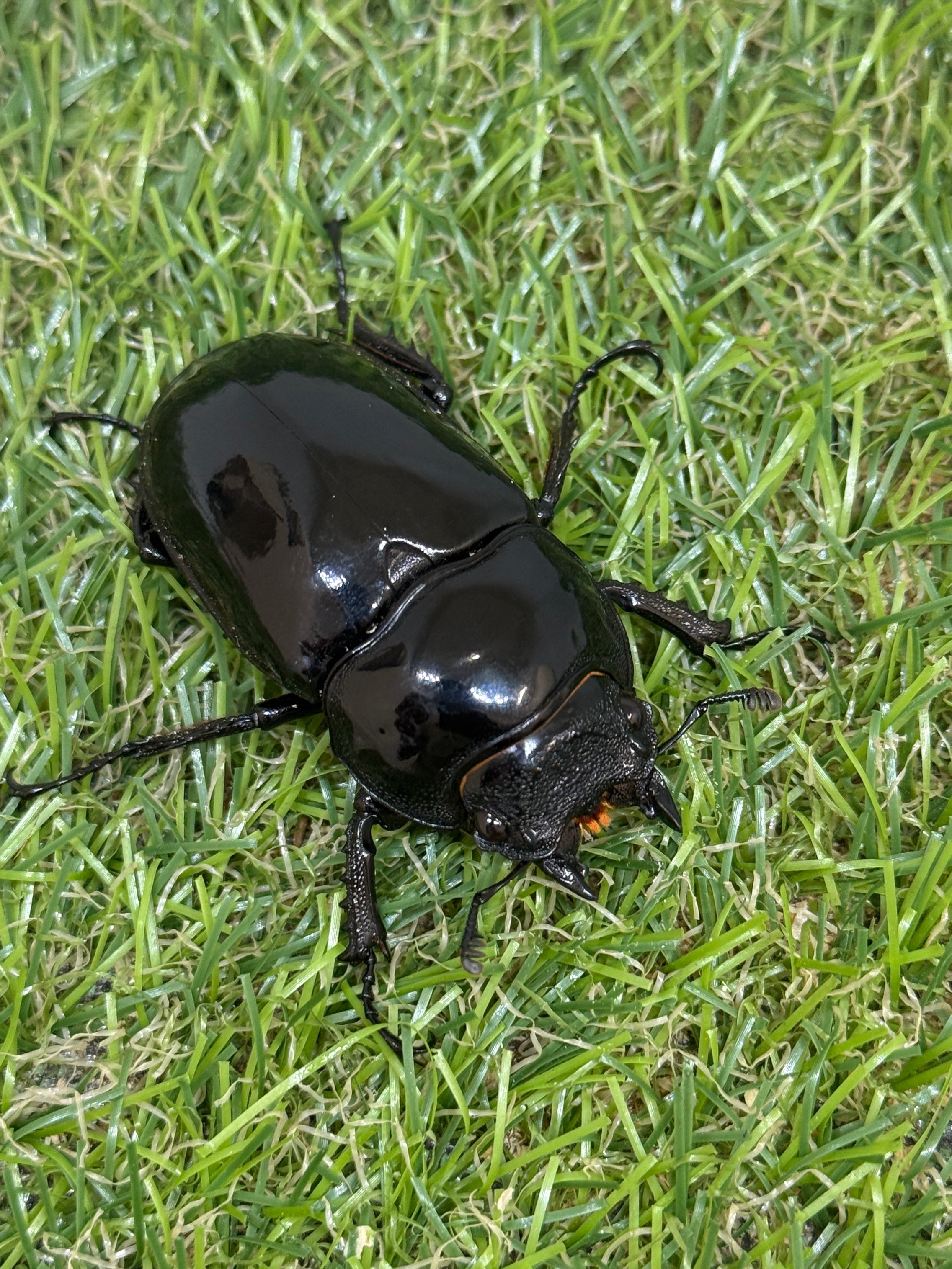 タランドゥスオオツヤクワガタ ♂73mm成虫ペア – 昆虫ショップNexus