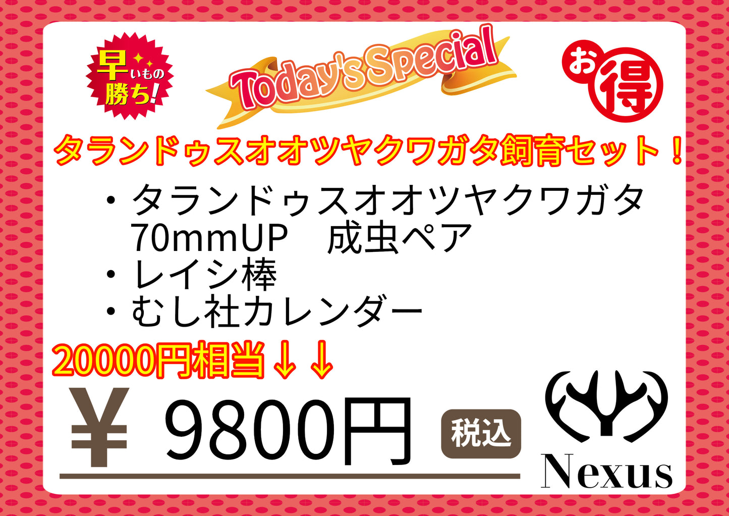 福袋　タランドゥスオオツヤクワガタ飼育セット！①