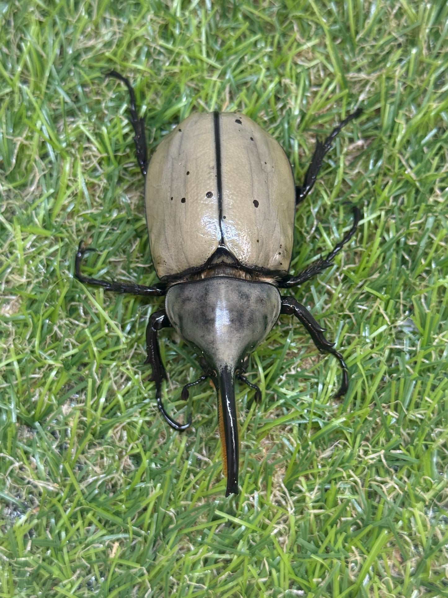 グラントシロカブト　♂69.6mm成虫ペア