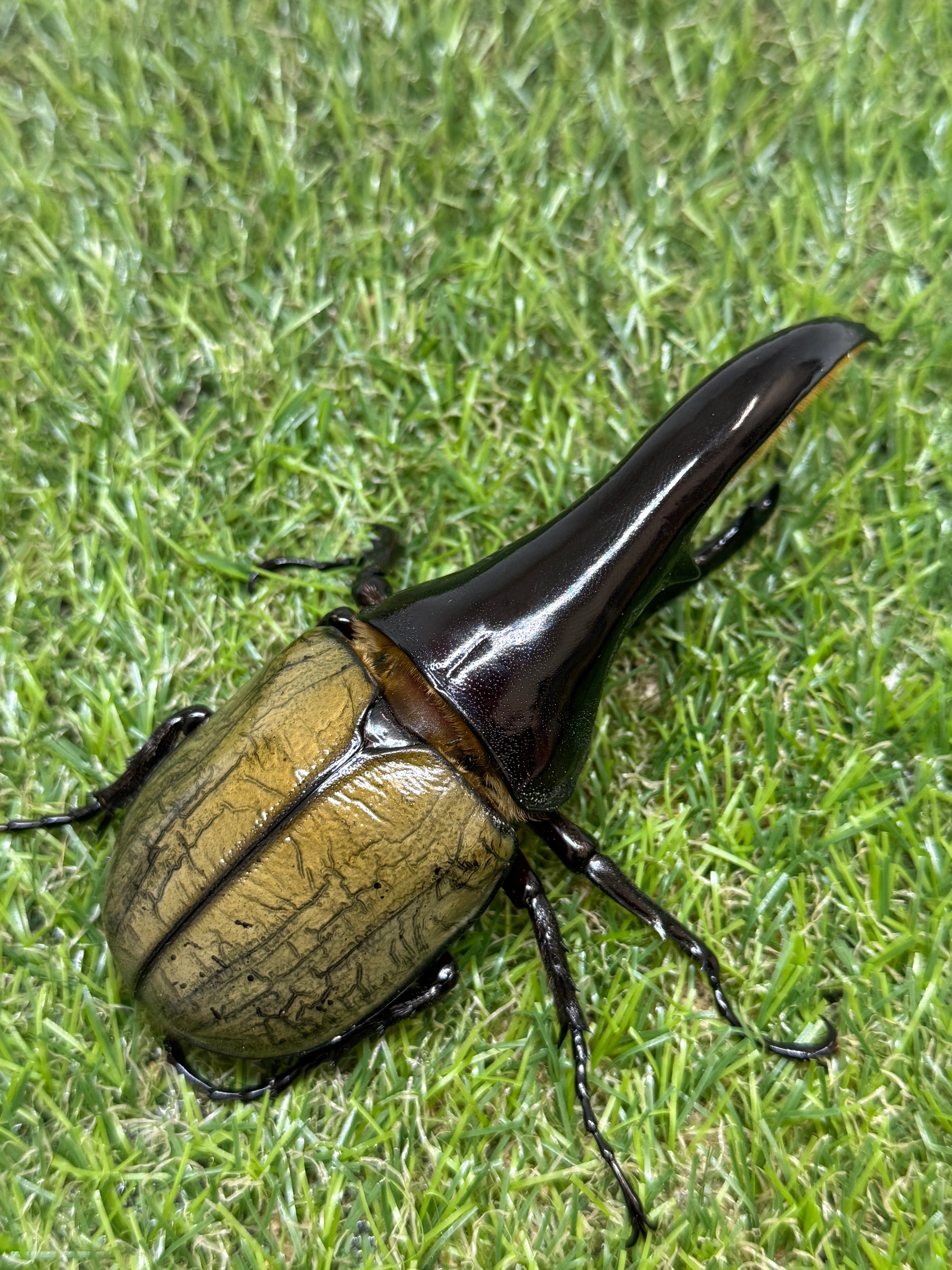 DH・ヘラクレス(極短極太) ♂114mm単品 – 昆虫ショップNexus