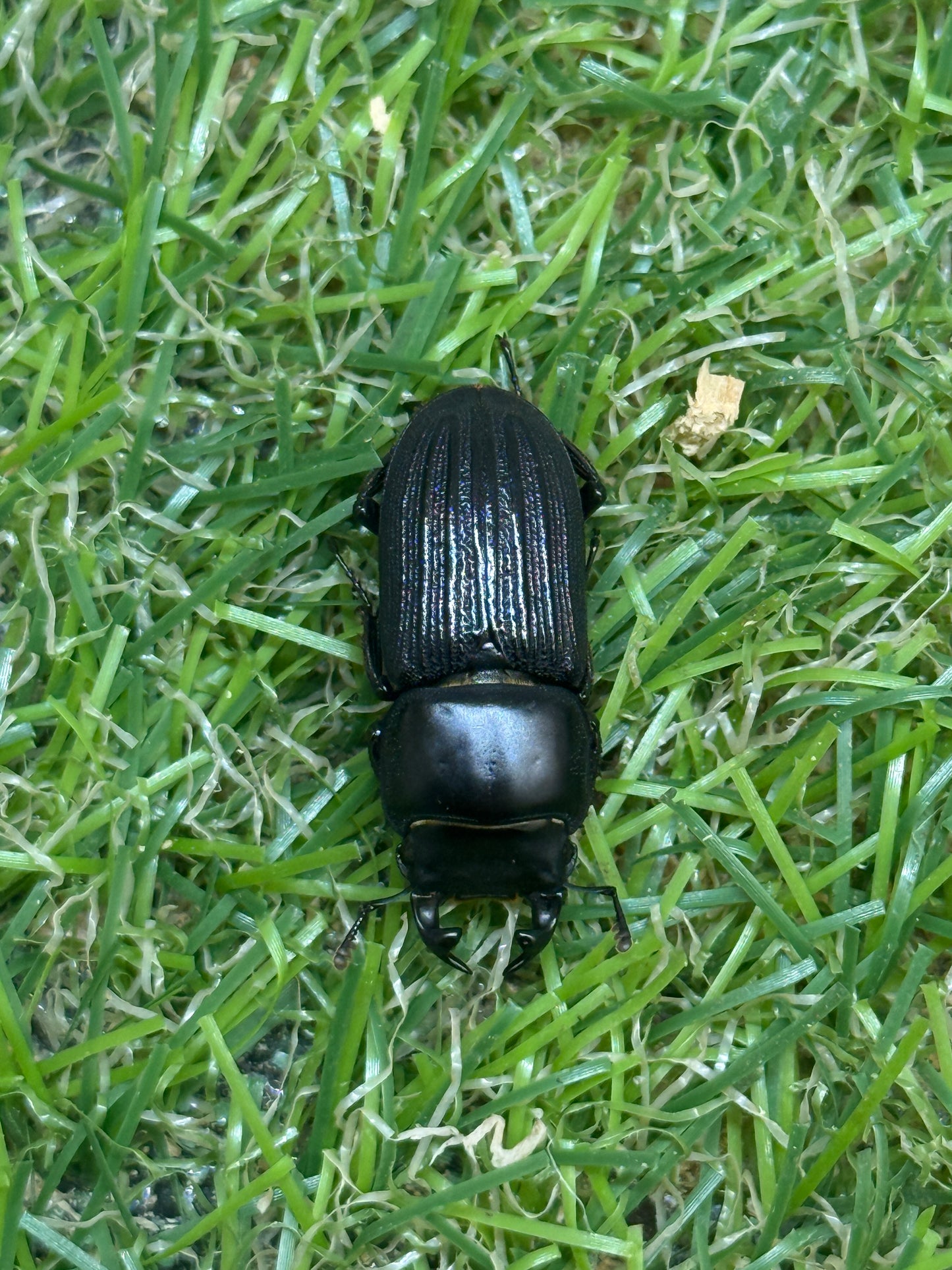 ドルクスミント　♂freeサイズ成虫ペア