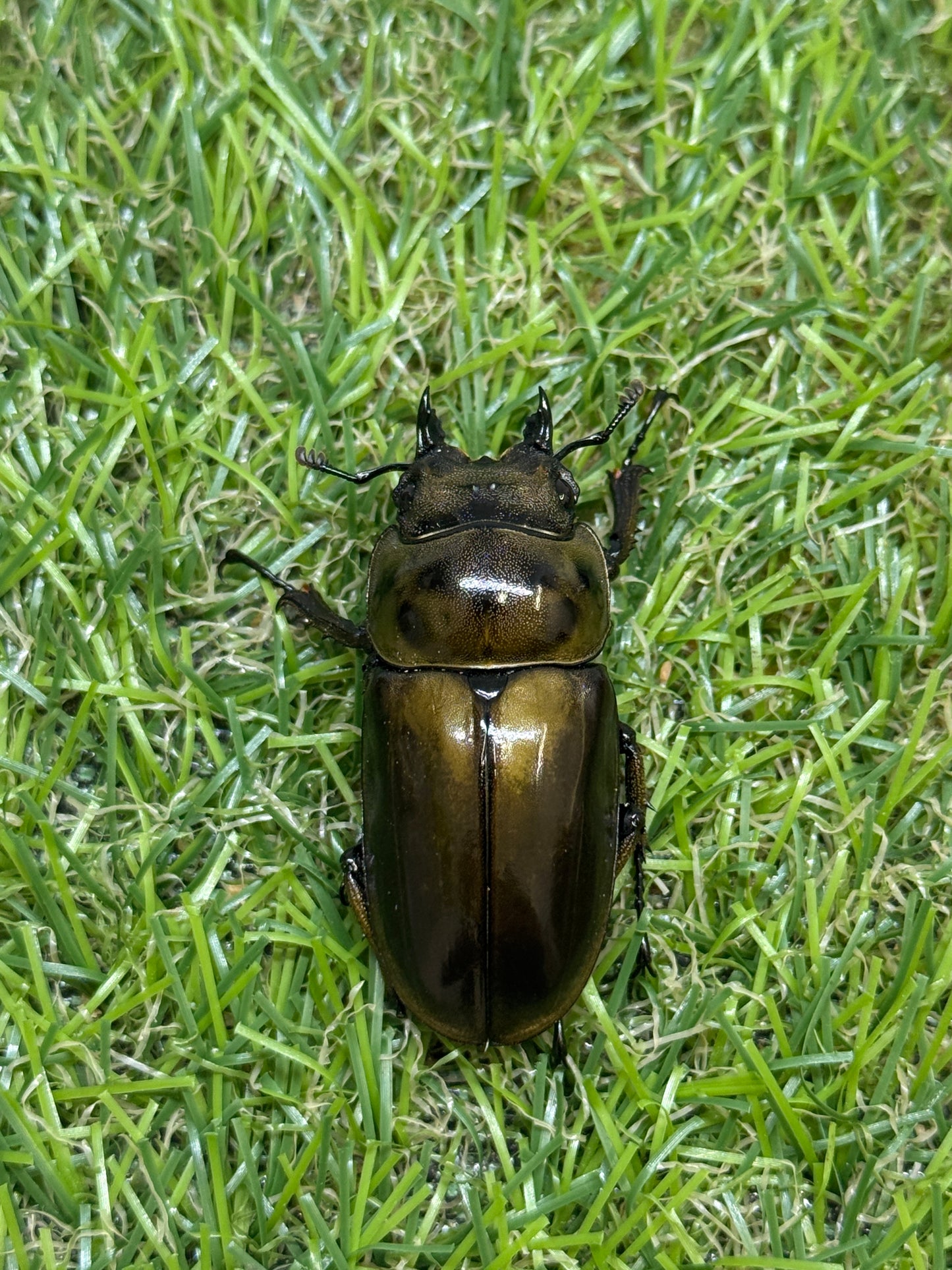 ババオウゴンオニクワガタ　♀43mm単品