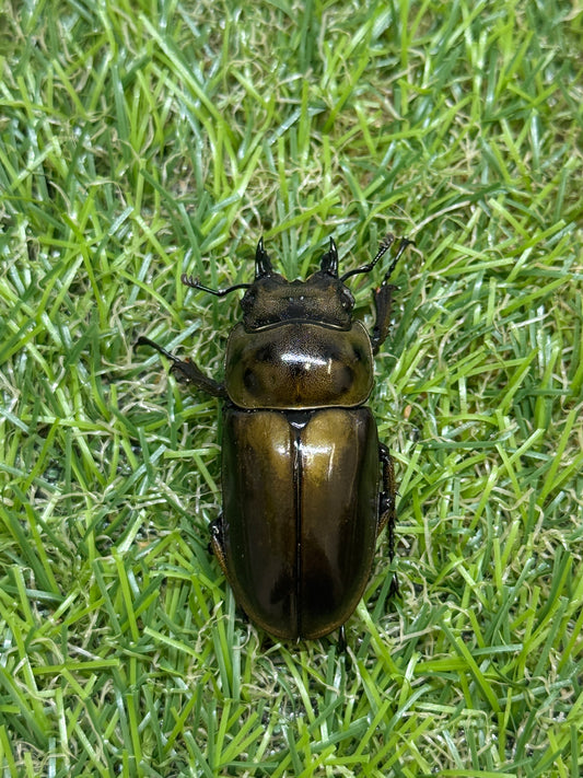 ババオウゴンオニクワガタ　♀43mm単品