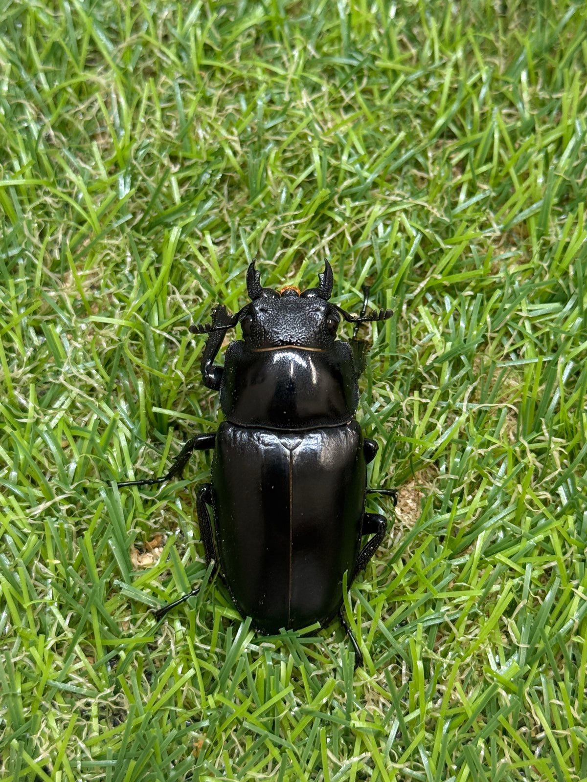 ギラファノコギリクワガタ ケイスケ ♂98.5mm成虫ペア