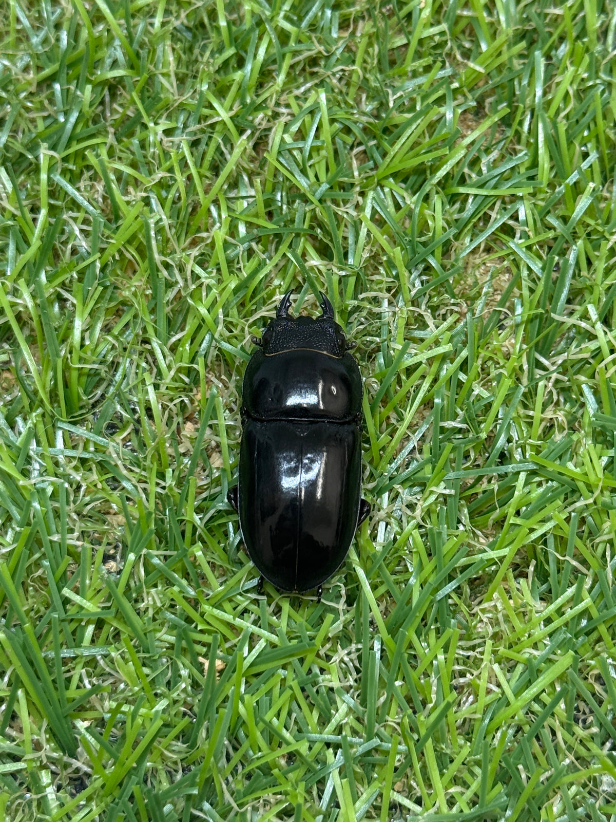 インターメディウスヒラタクワガタ　♂55.2mm成虫ペア