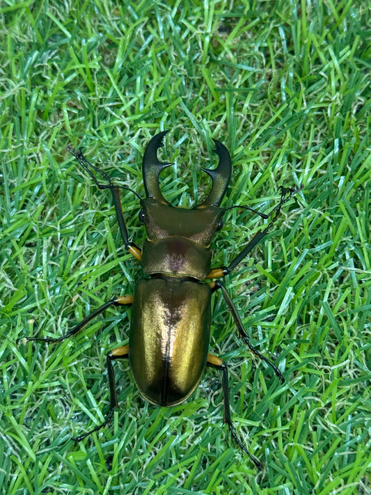 エラフスホソアカクワガタ　♂50mm成虫ペア