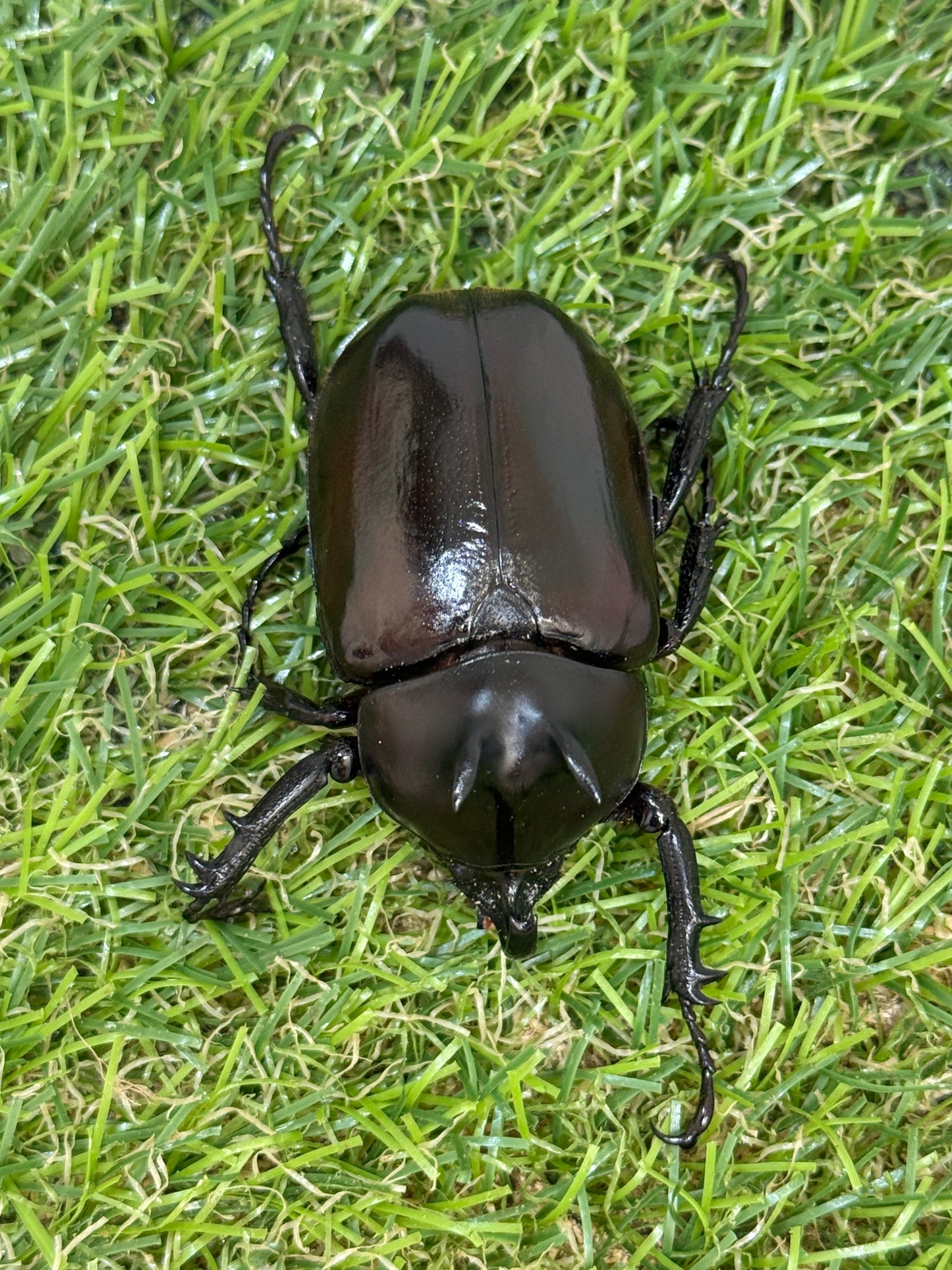 エンドウゴホンヅノカブト　♂49mm成虫ペア