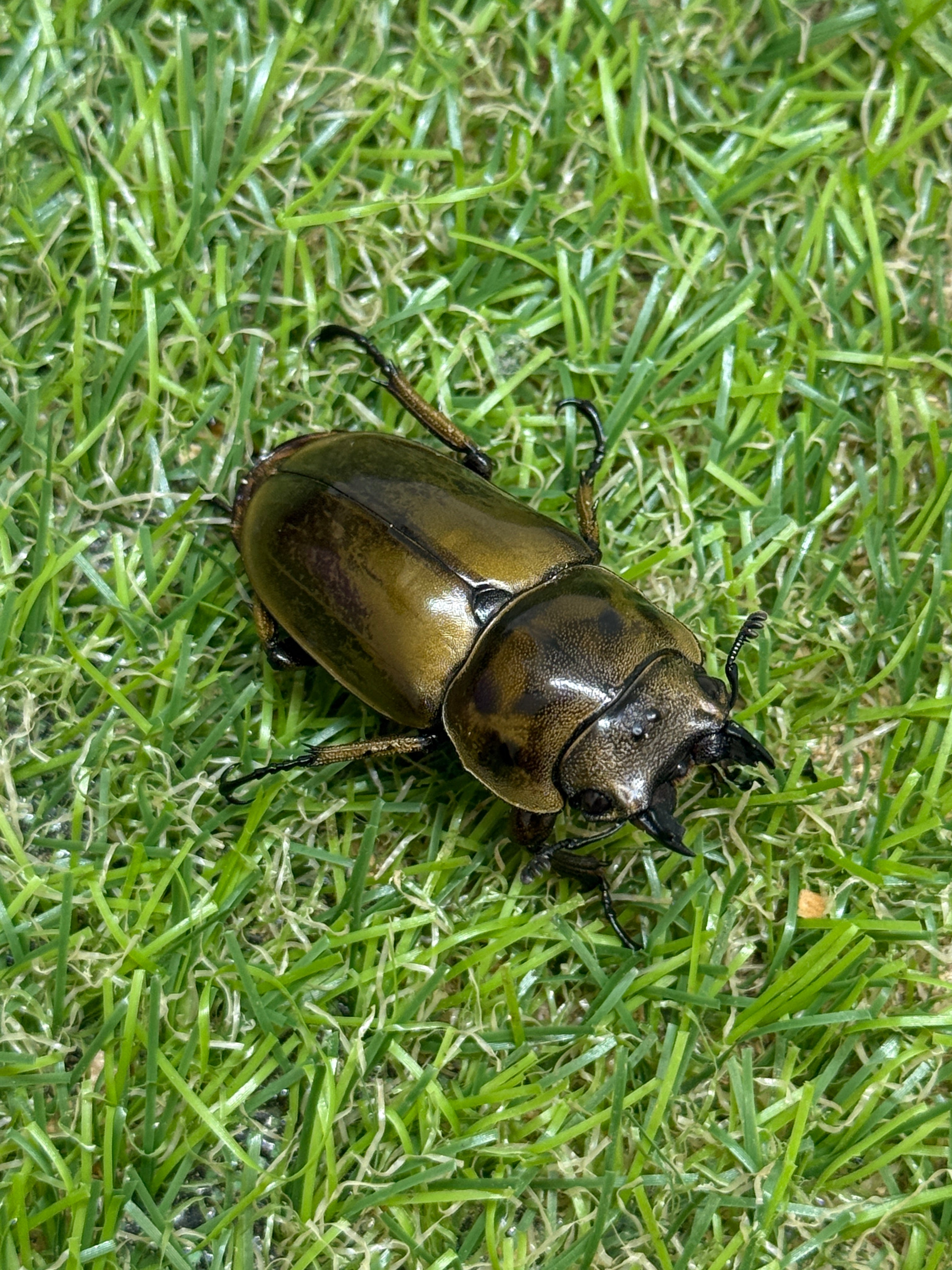 ババオウゴンオニクワガタ ♂56.5mm成虫ペア – 昆虫ショップNexus ババオウゴンオニクワガタ ♂56.5mm成虫ペア – 昆虫ショップNexus