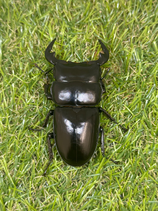 インドアンタエウスオオクワガタ　♂66.5mm成虫ペア