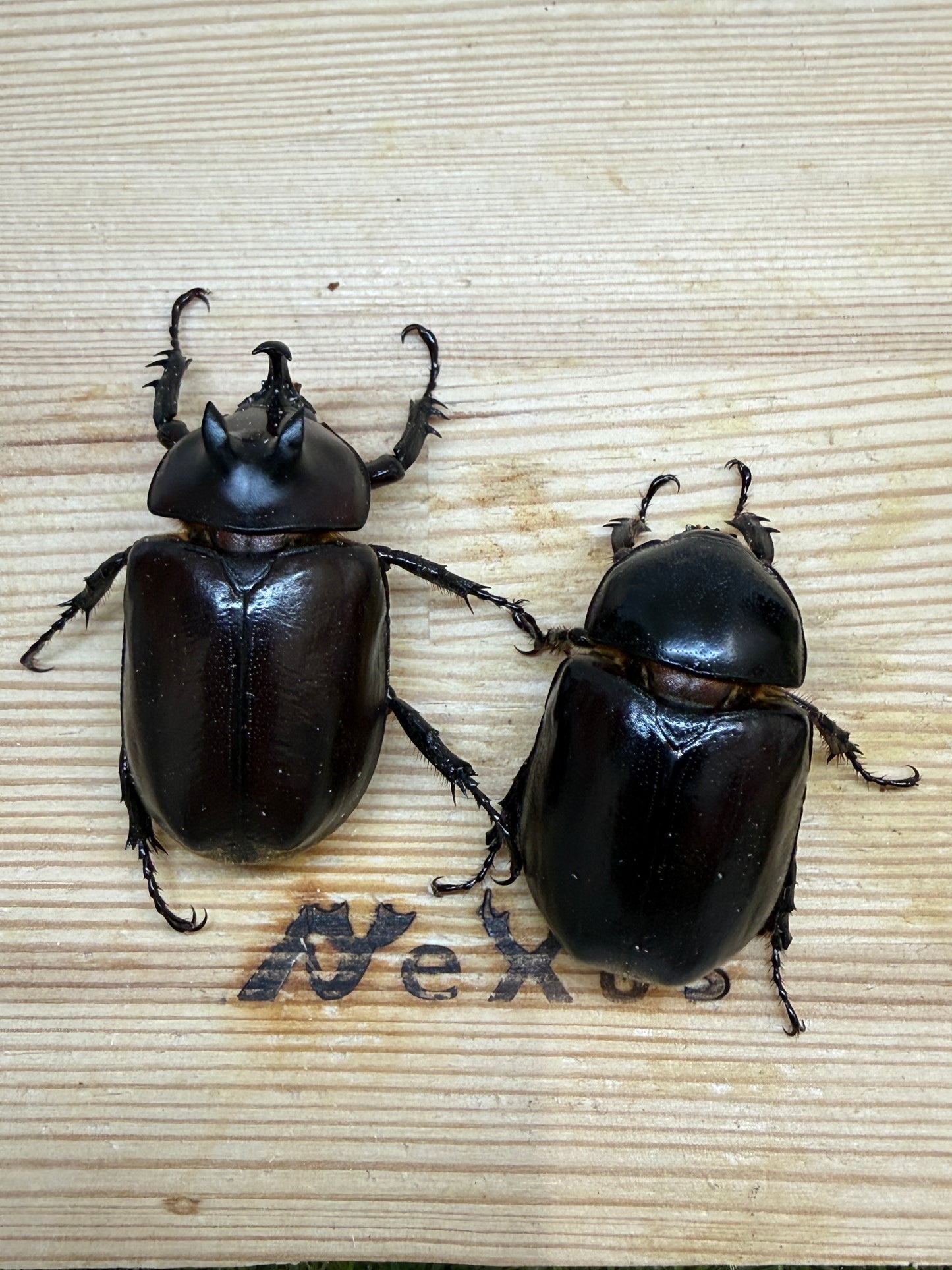 エンドウゴホンヅノカブト　♂46mm成虫ペア