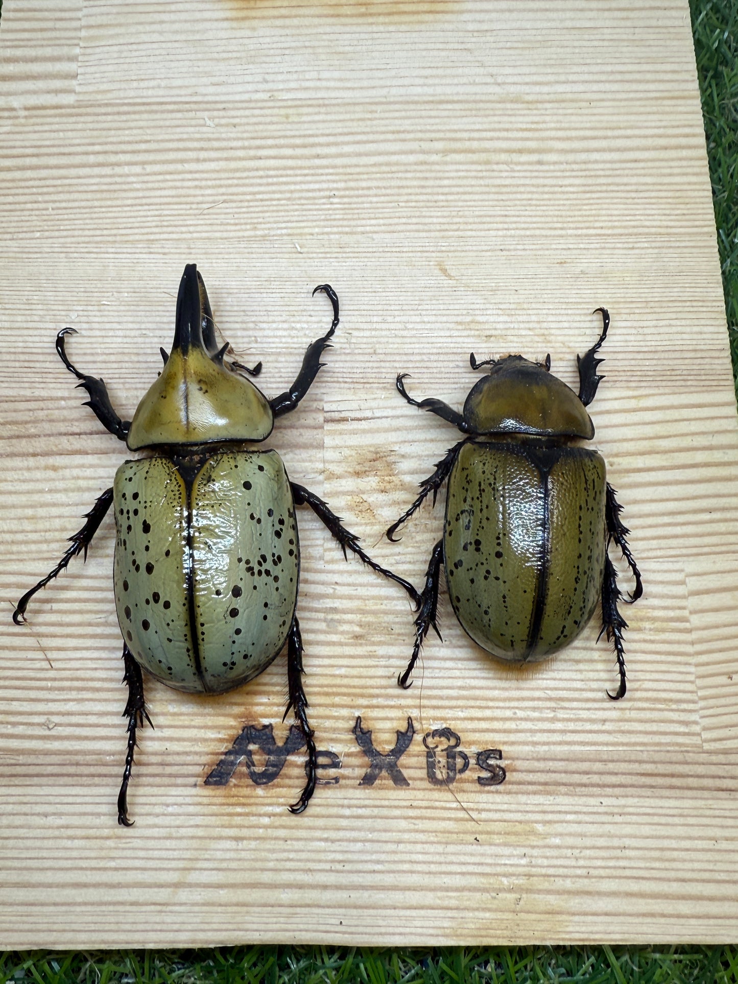 ティティウスシロカブト　♂64mm成虫ペア