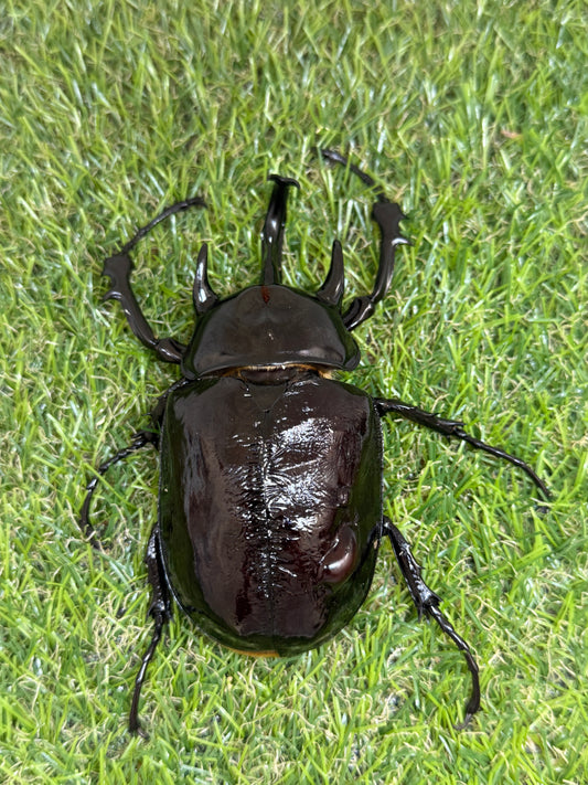 マルスゾウカブト　♂102mm成虫ペア