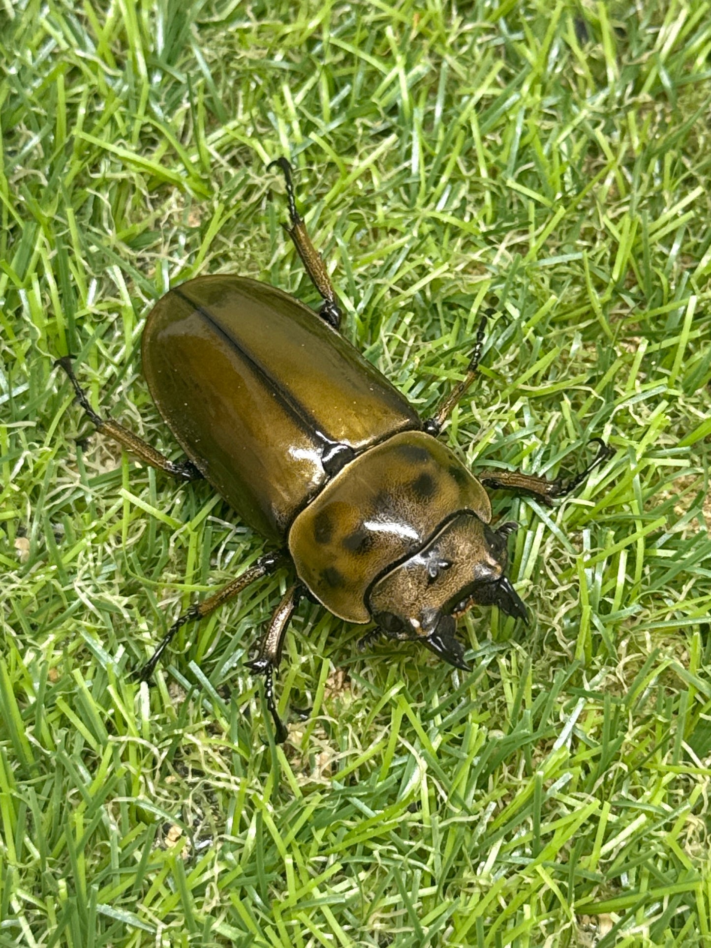 ババオウゴンオニクワガタ　♂74.7mm成虫ペア