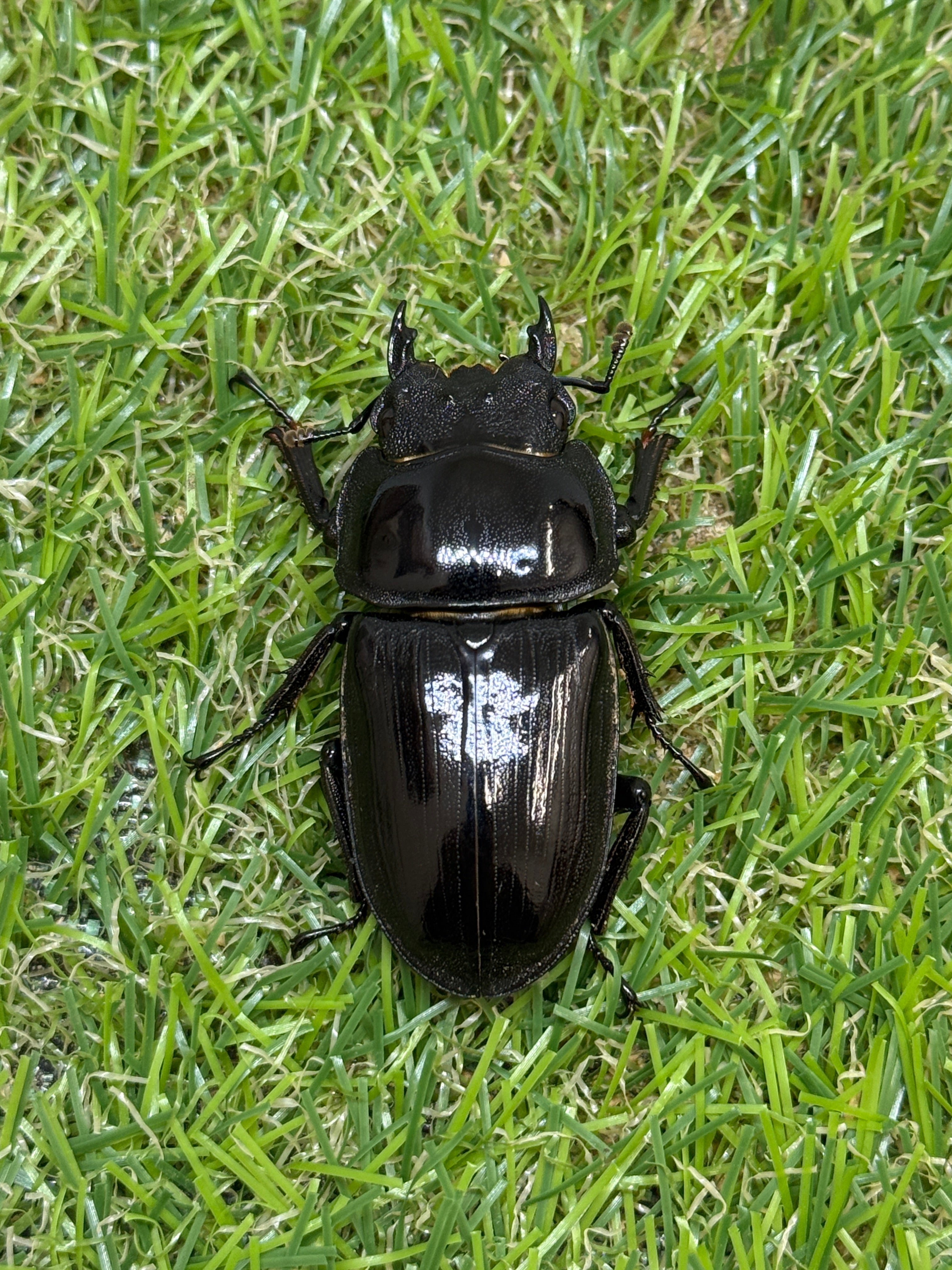 オオクワガタ 奈良輪川西 ♂66.7mm成虫ペア 2026年ブリード個体 – 昆虫
