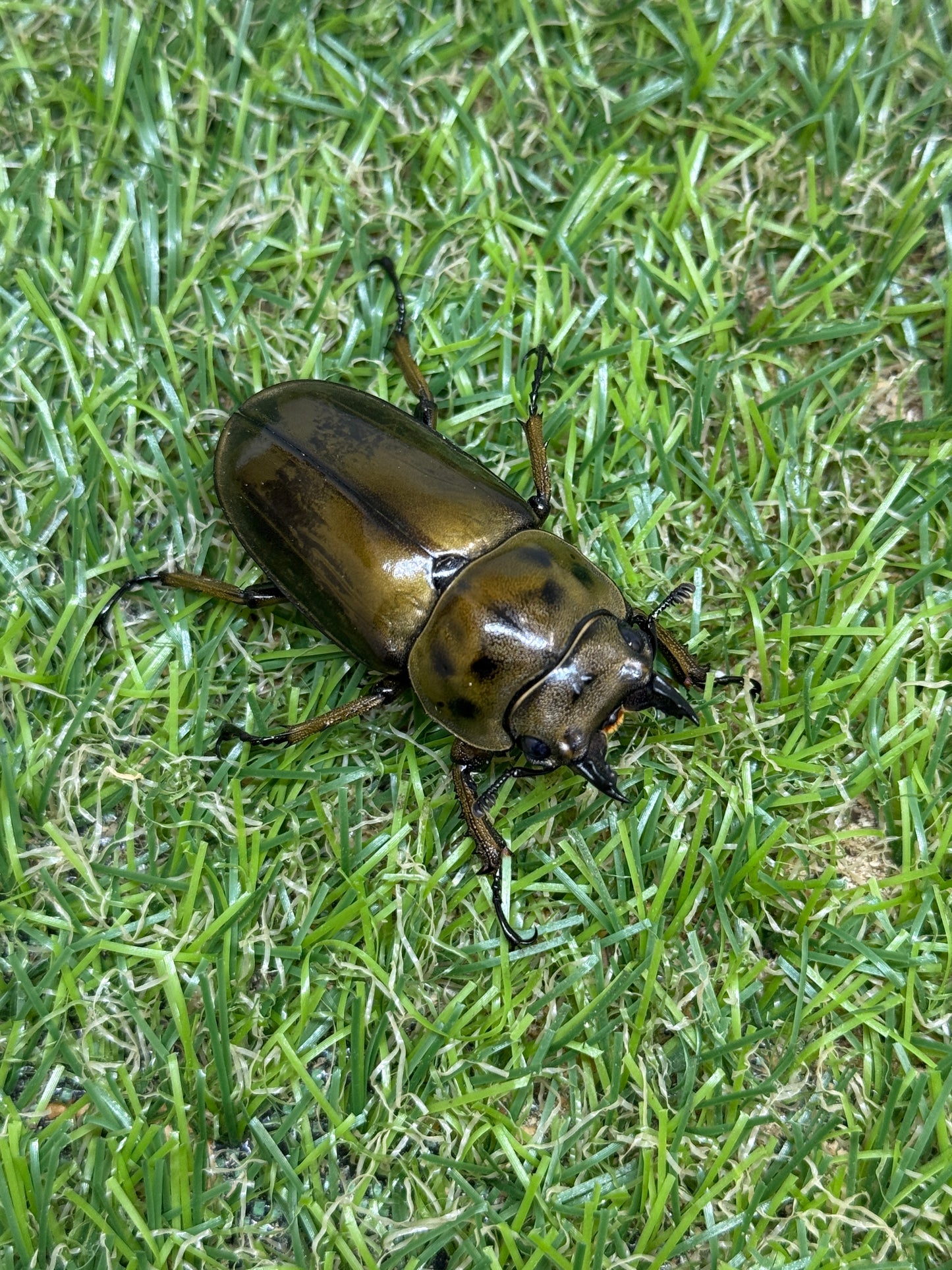 ババオウゴンオニクワガタ　♂54mm成虫ペア