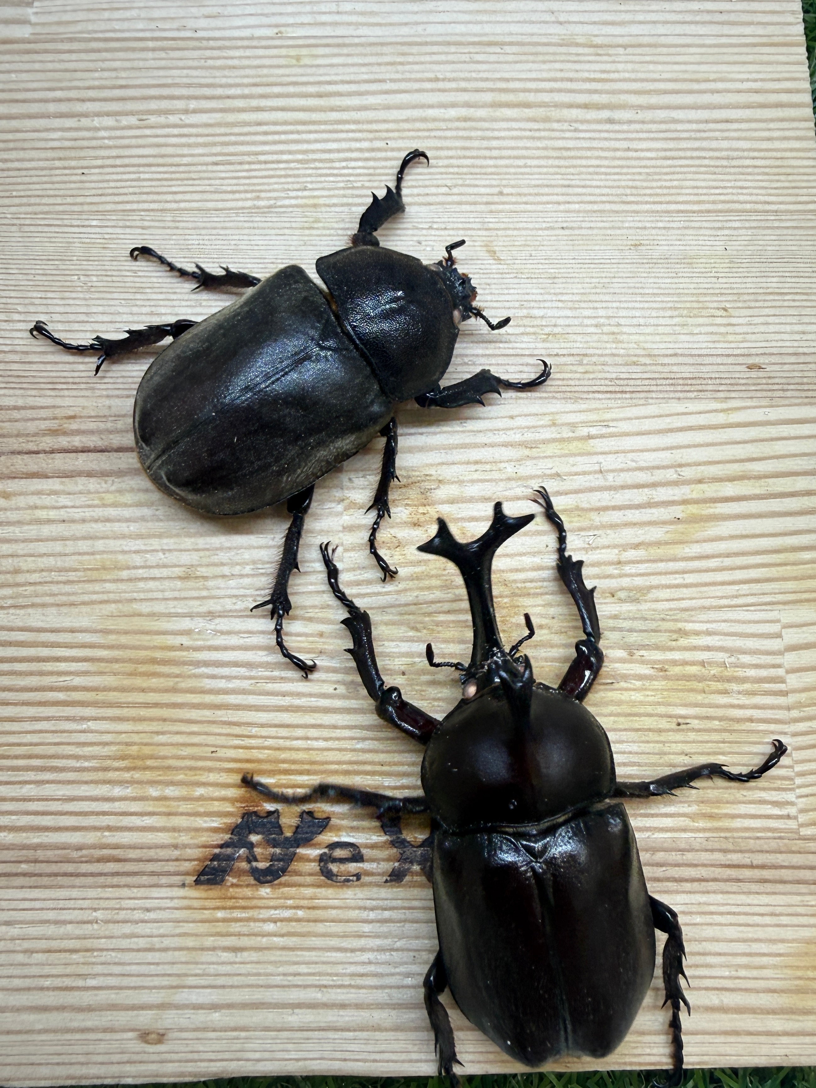 カブトムシ ホワイトアイ血統 成虫ペア｜国産・CB同腹・2026年5月羽化