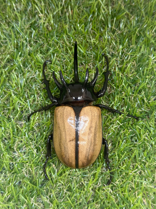 ゴホンヅノカブトWD　♂81mm成虫ペア