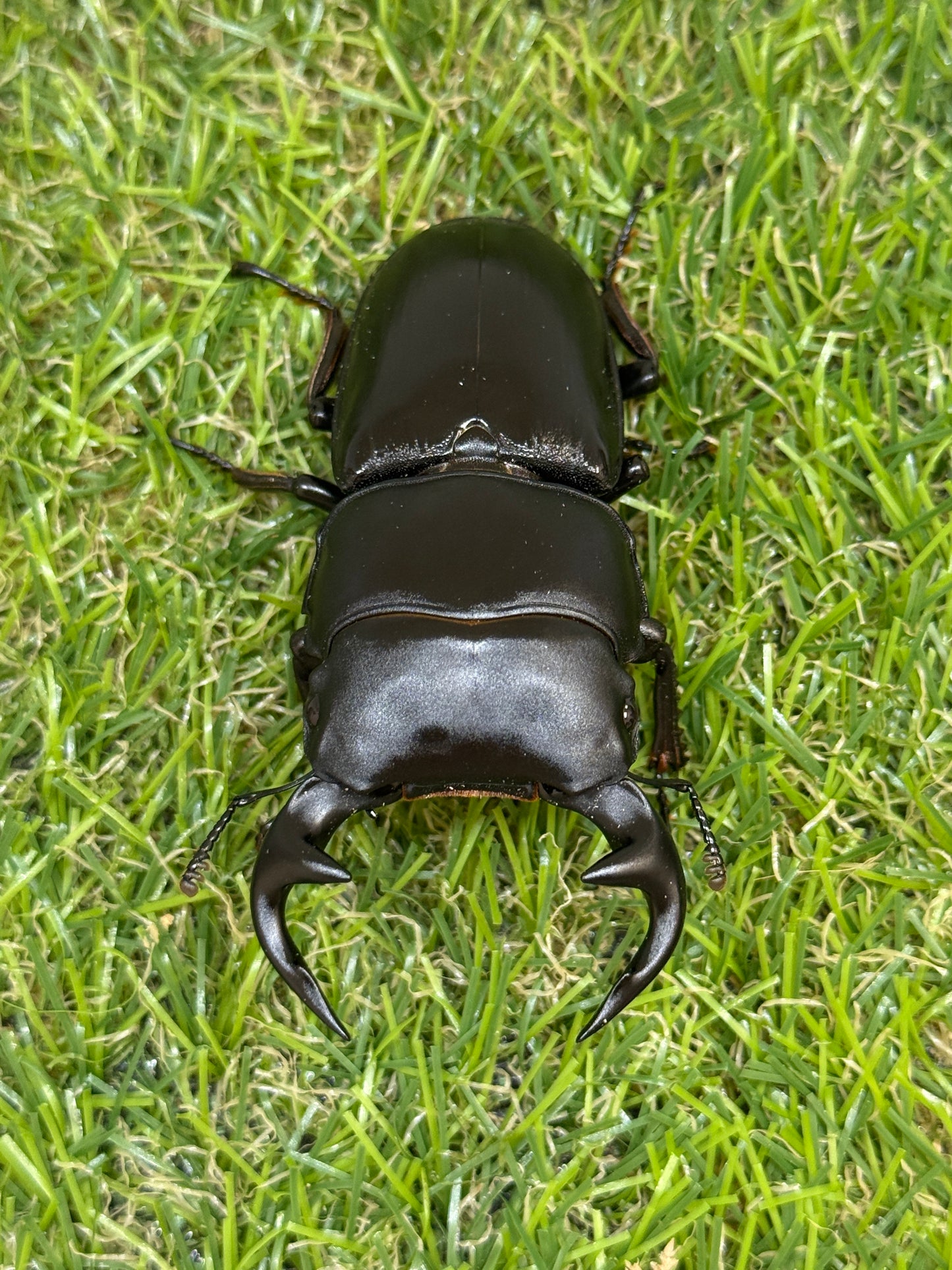 グランディスオオクワガタ　♂73mm単品