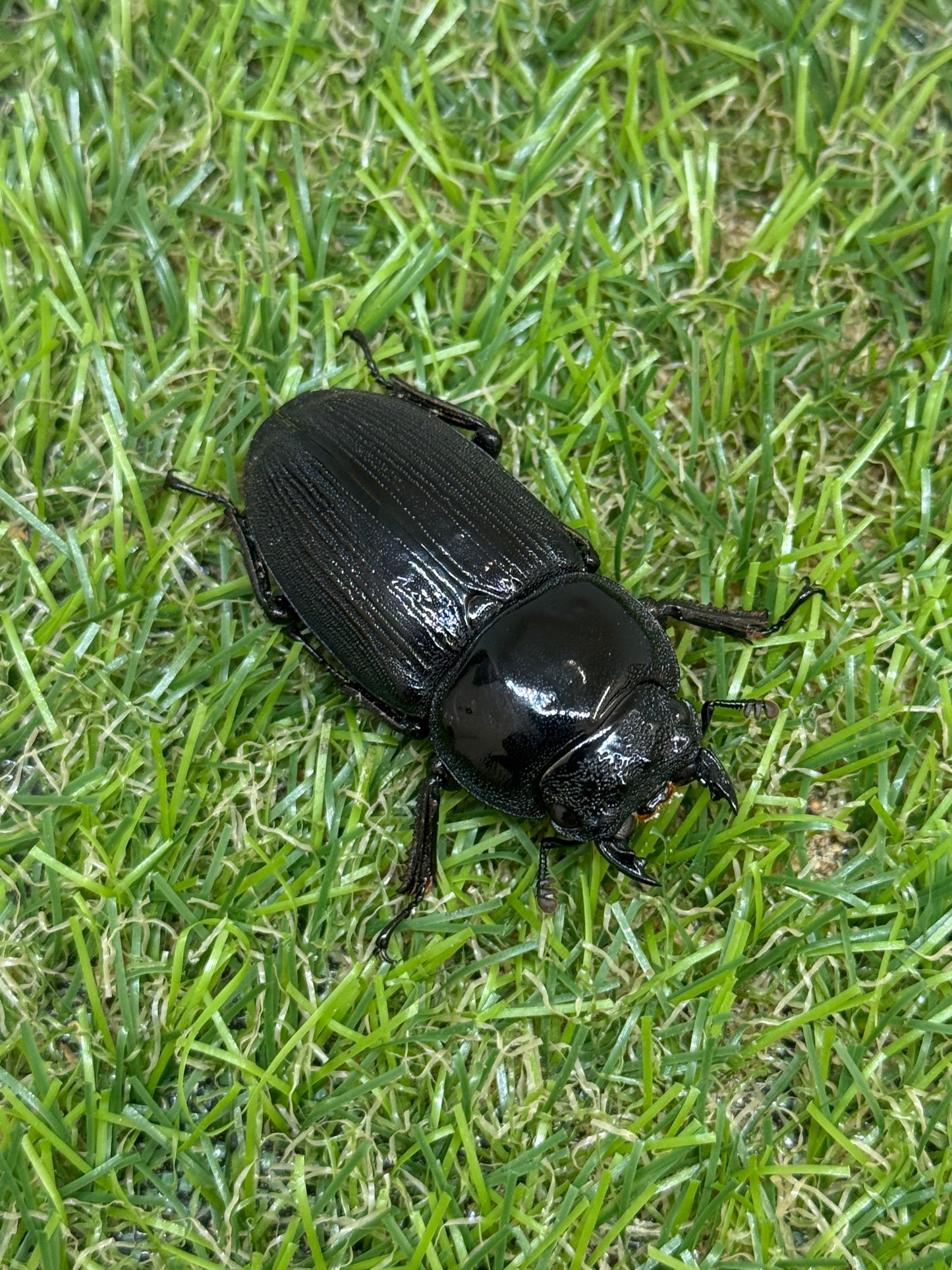クルビデンスオオクワガタ　(タイ ドイサケット産)♂62mm成虫ペア