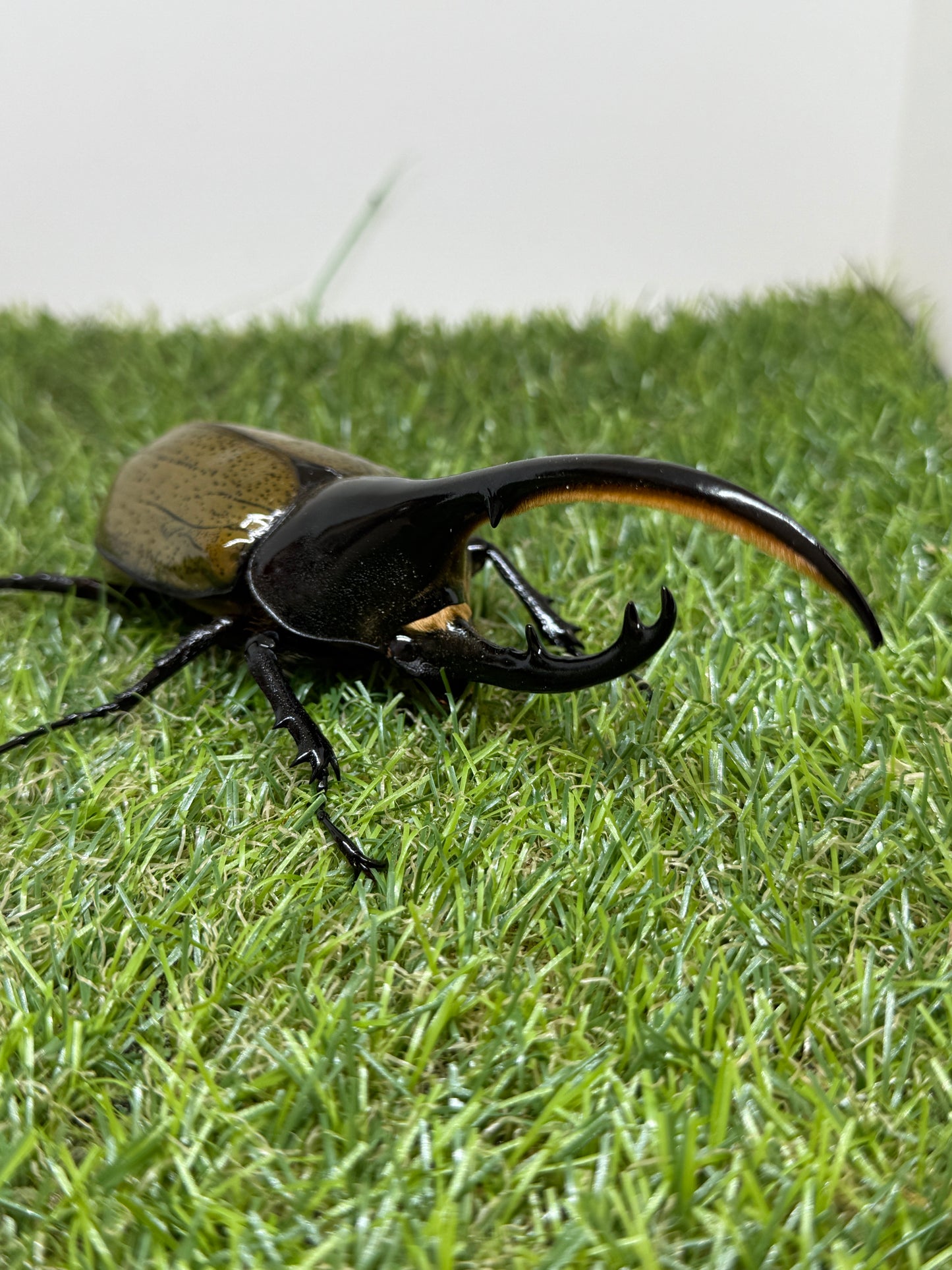 DH･ヘラクレス　♂138mm単品