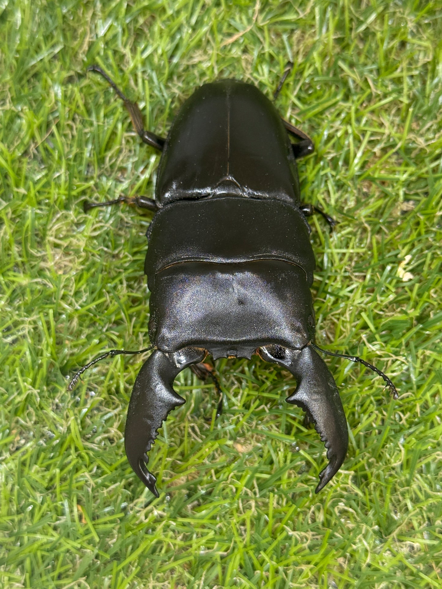 スマトラオオヒラタクワガタ ♂91.9mm成虫ペア