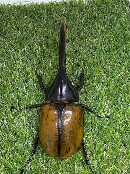 DH･エクアトリアヌス　♂140mm成虫ペア