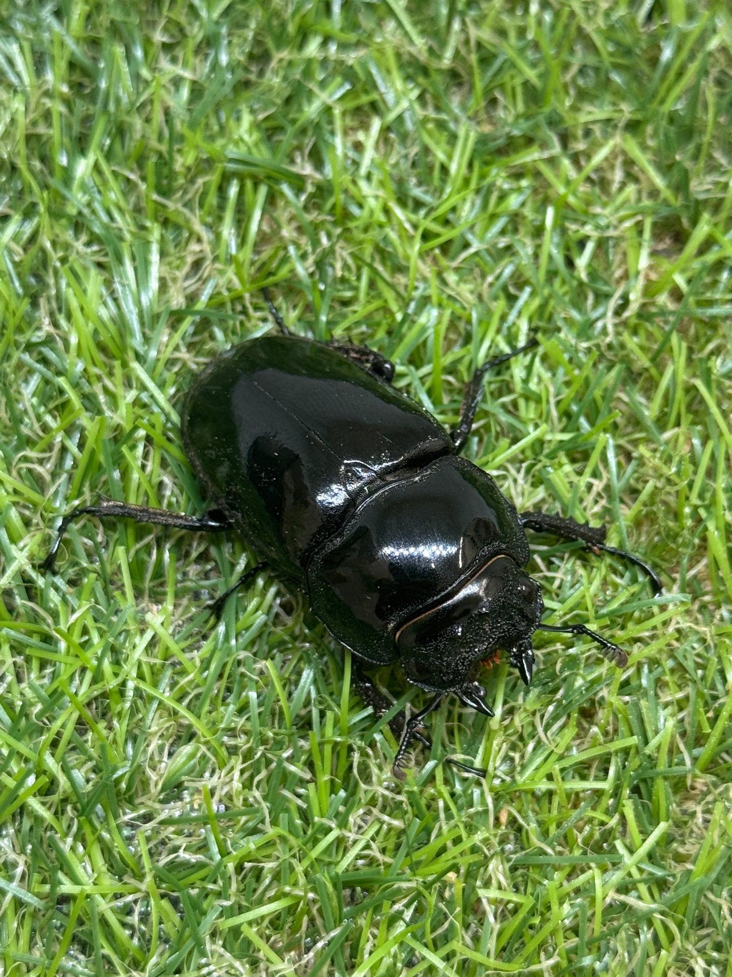 タランドゥスオオツヤクワガタ　♀46.9mm単品