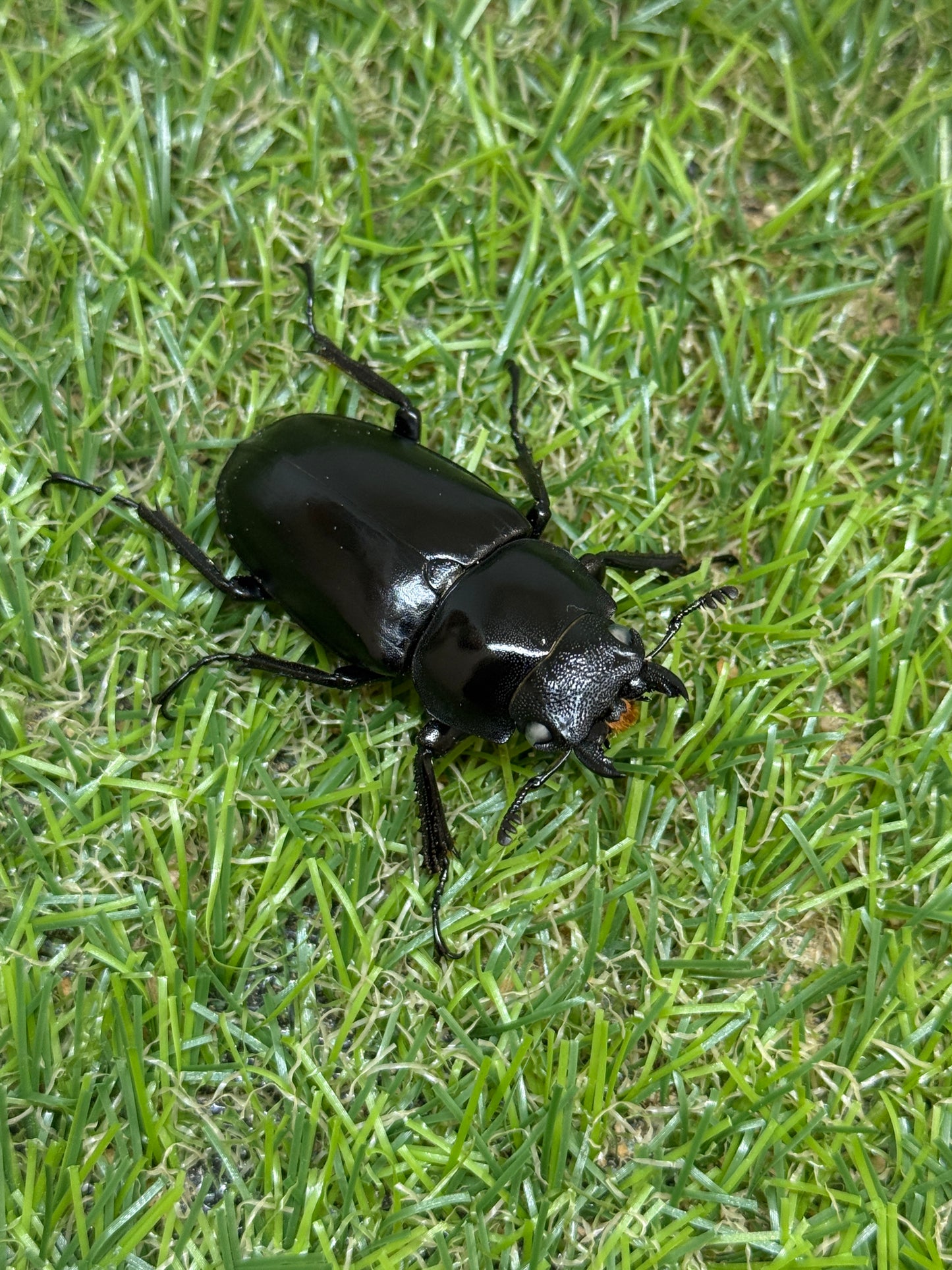ギラファノコギリクワガタ(ホワイトアイ血統) ♂81.5mm成虫ペア