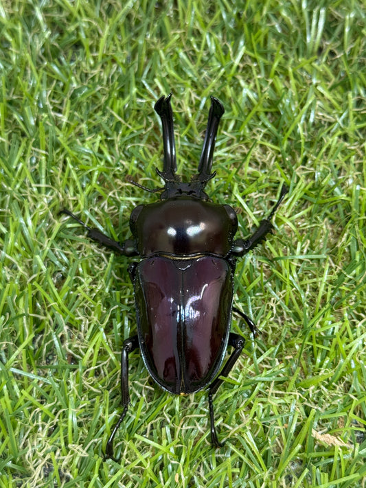 ニジイロクワガタ(紫紺血統)　♂59.6mm成虫ペア