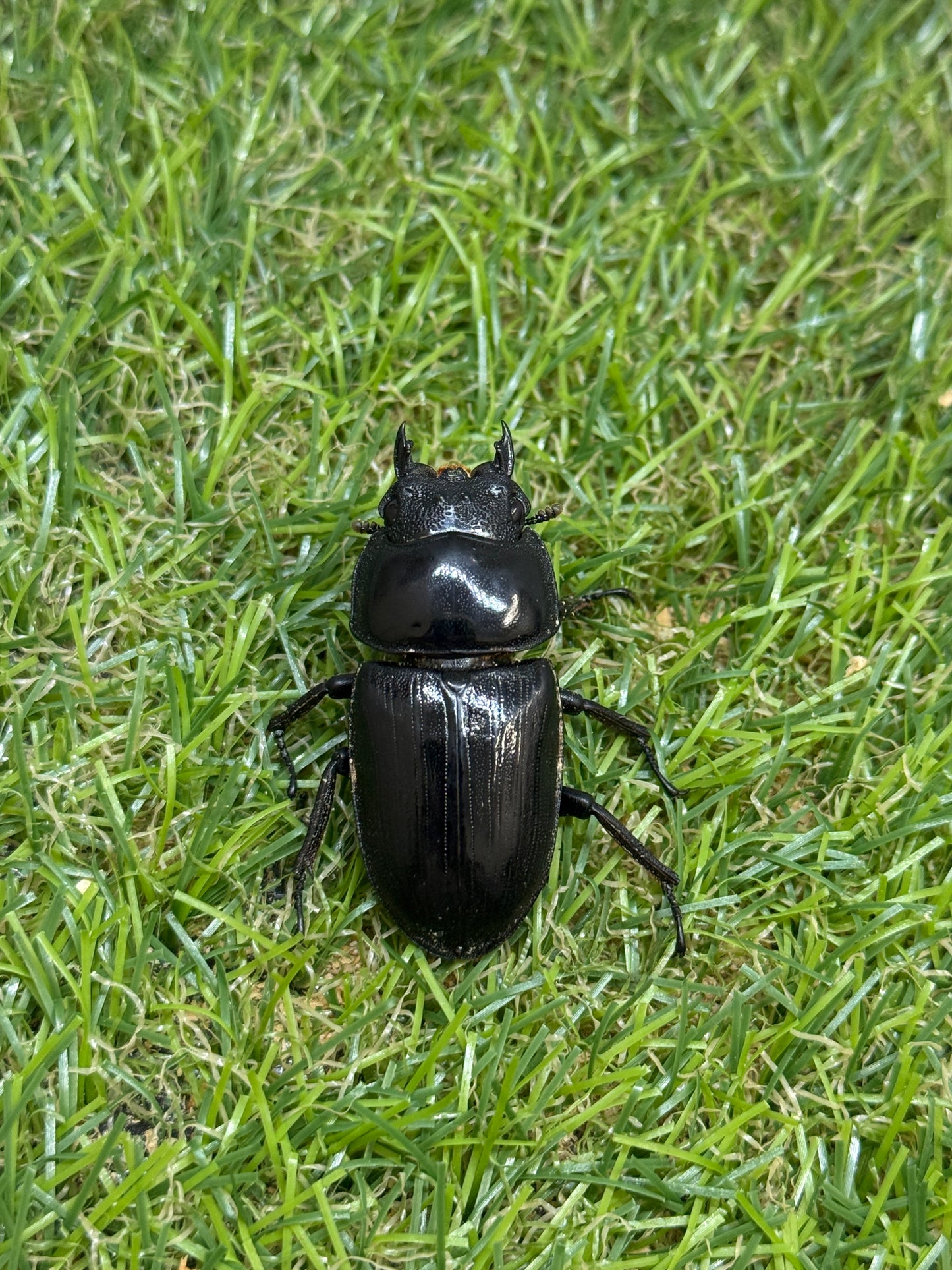 シェンクリングオオクワガタ　♂75.5mm成虫ペア