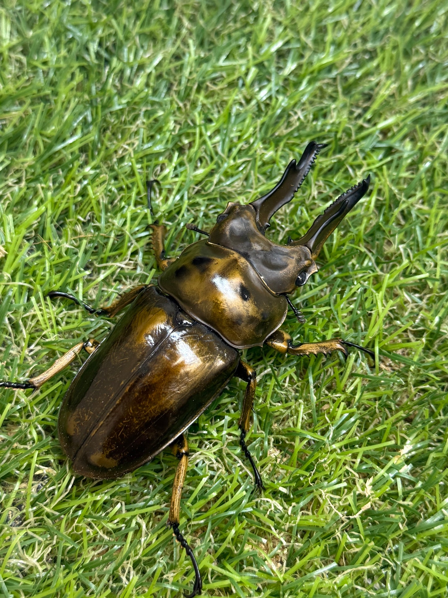ババオウゴンオニクワガタ　♂77.1mm成虫ペア