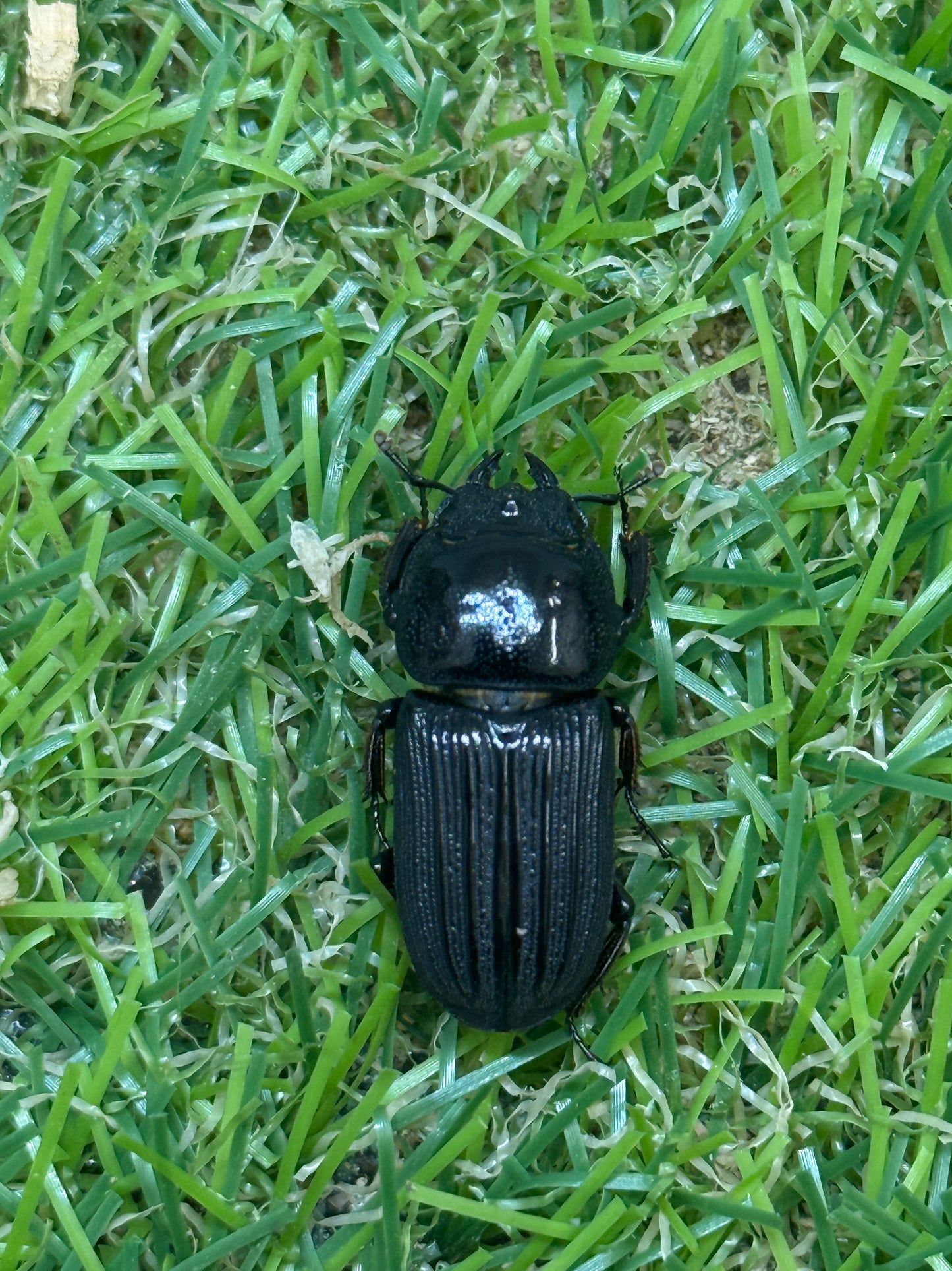 ドルクスミント　♂freeサイズ成虫ペア