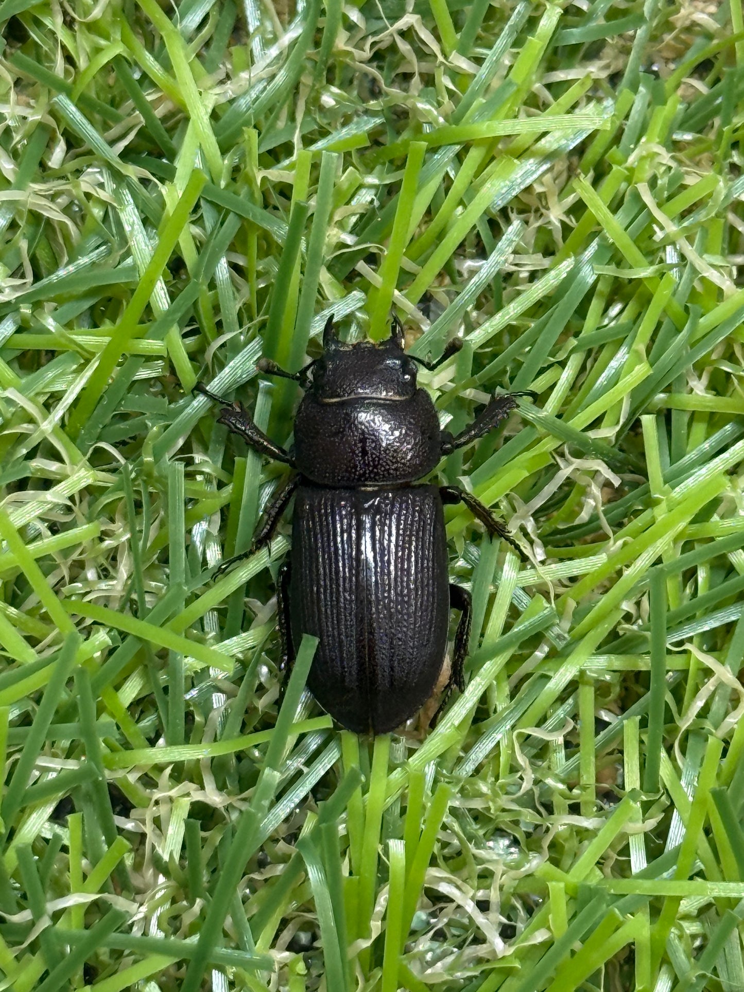 パラレルスオオクワガタ　♂freeサイズ成虫ペア