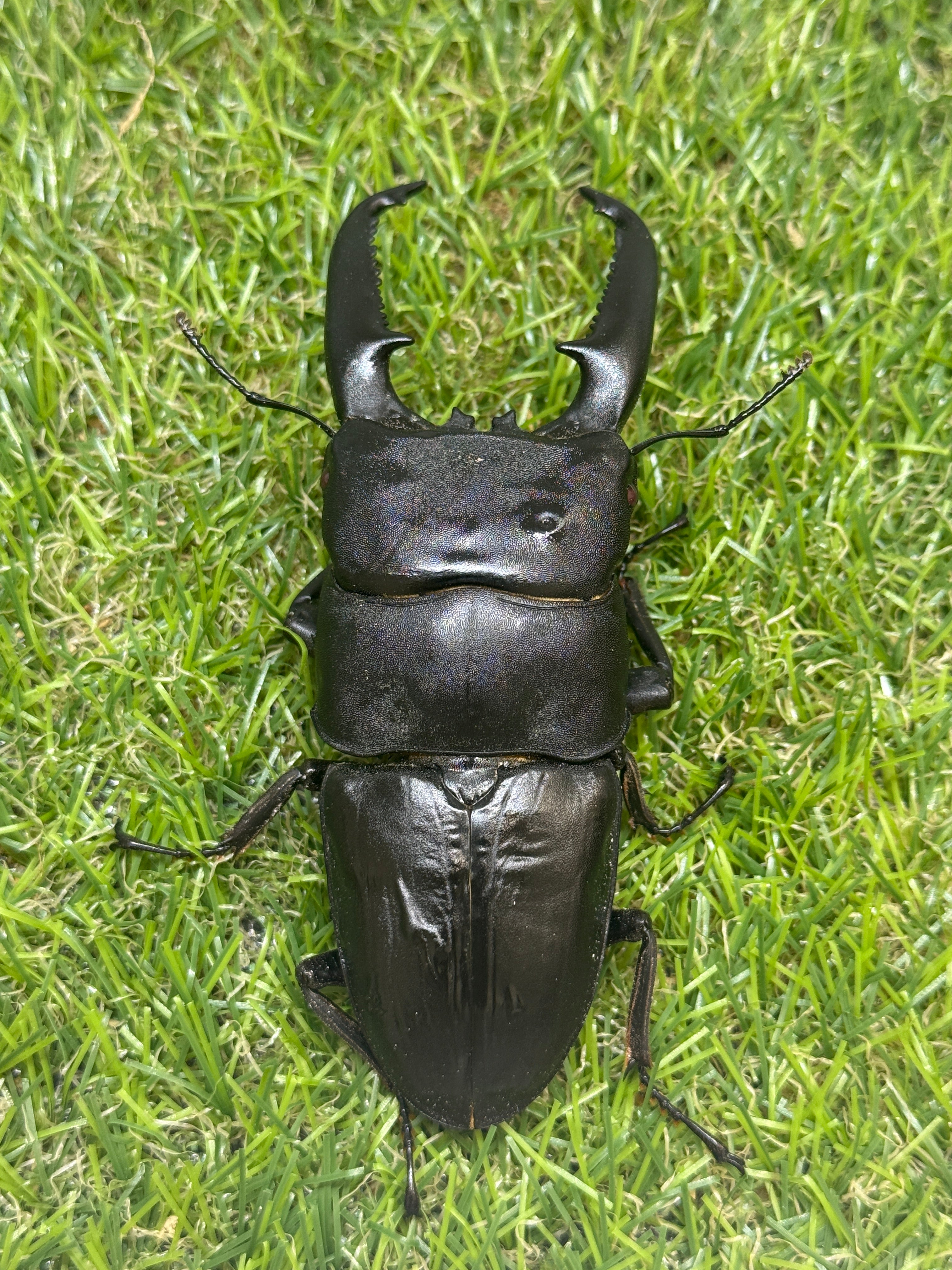 パラワンオオヒラタクワガタ(ピンクアイ血統)♂103.2mm成虫ペア – 昆虫