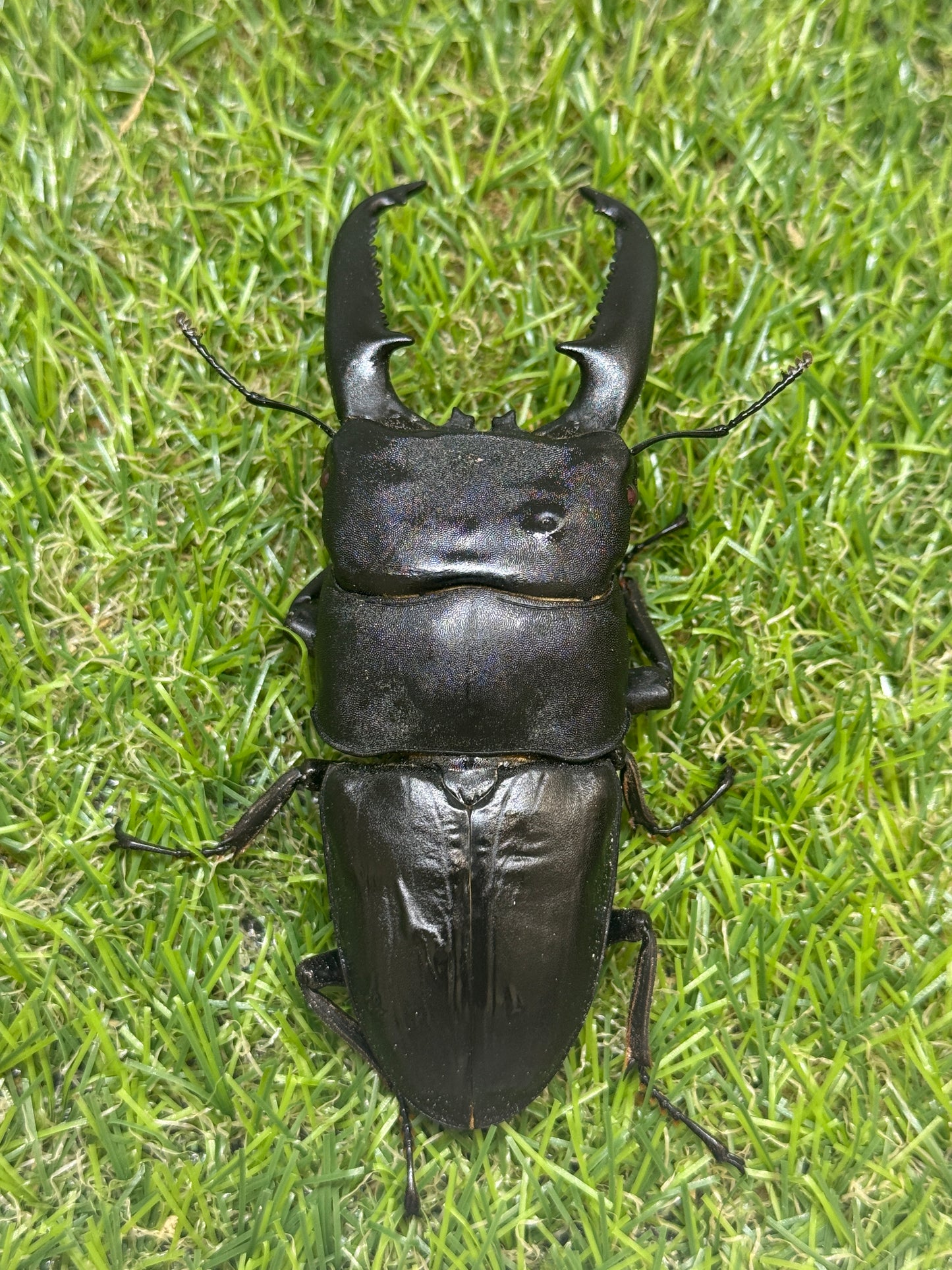 パラワンオオヒラタクワガタ(ピンクアイ血統)♂103.2mm成虫ペア