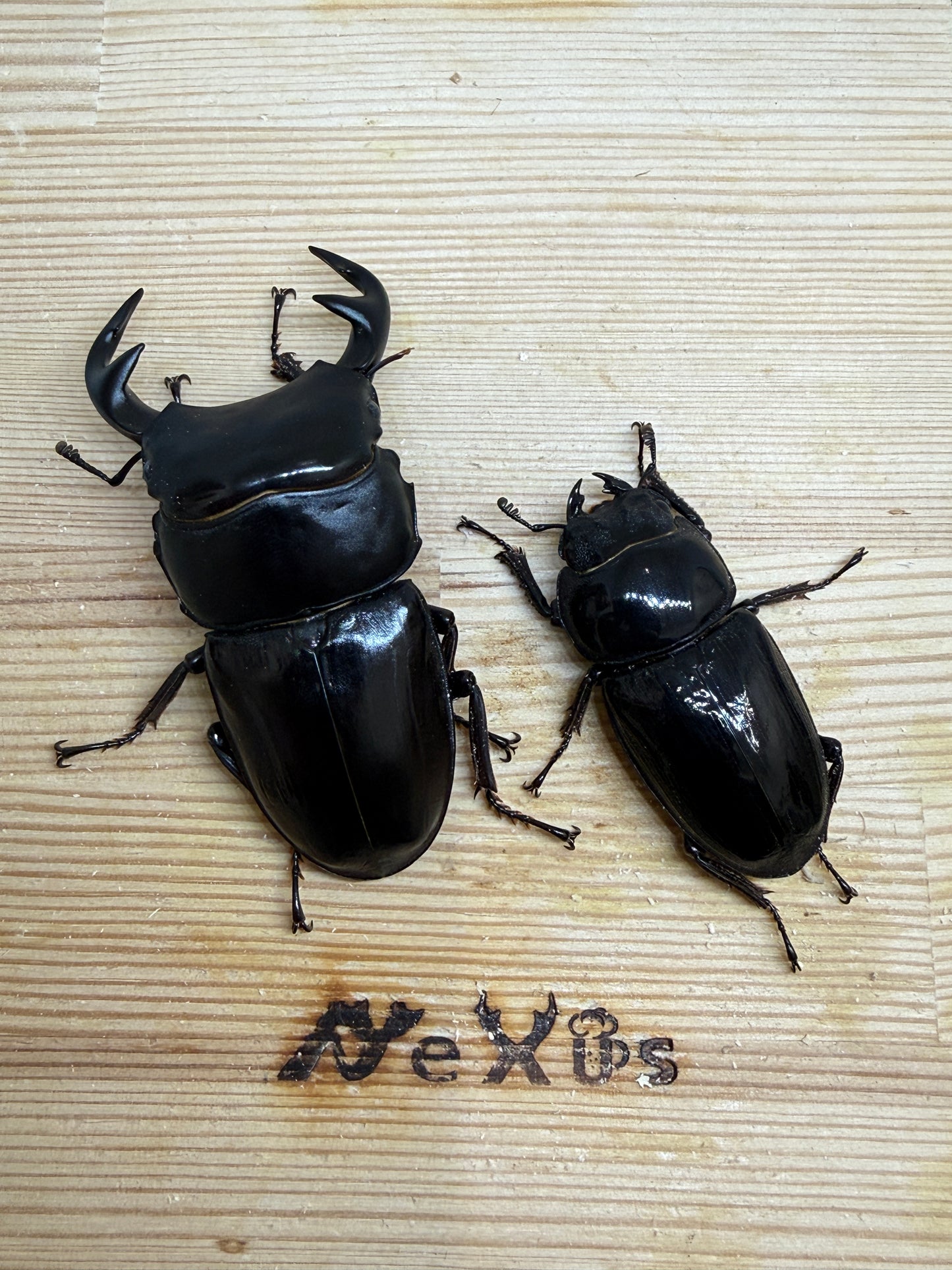 グランディスオオクワガタ　♂79.5mm成虫ペア