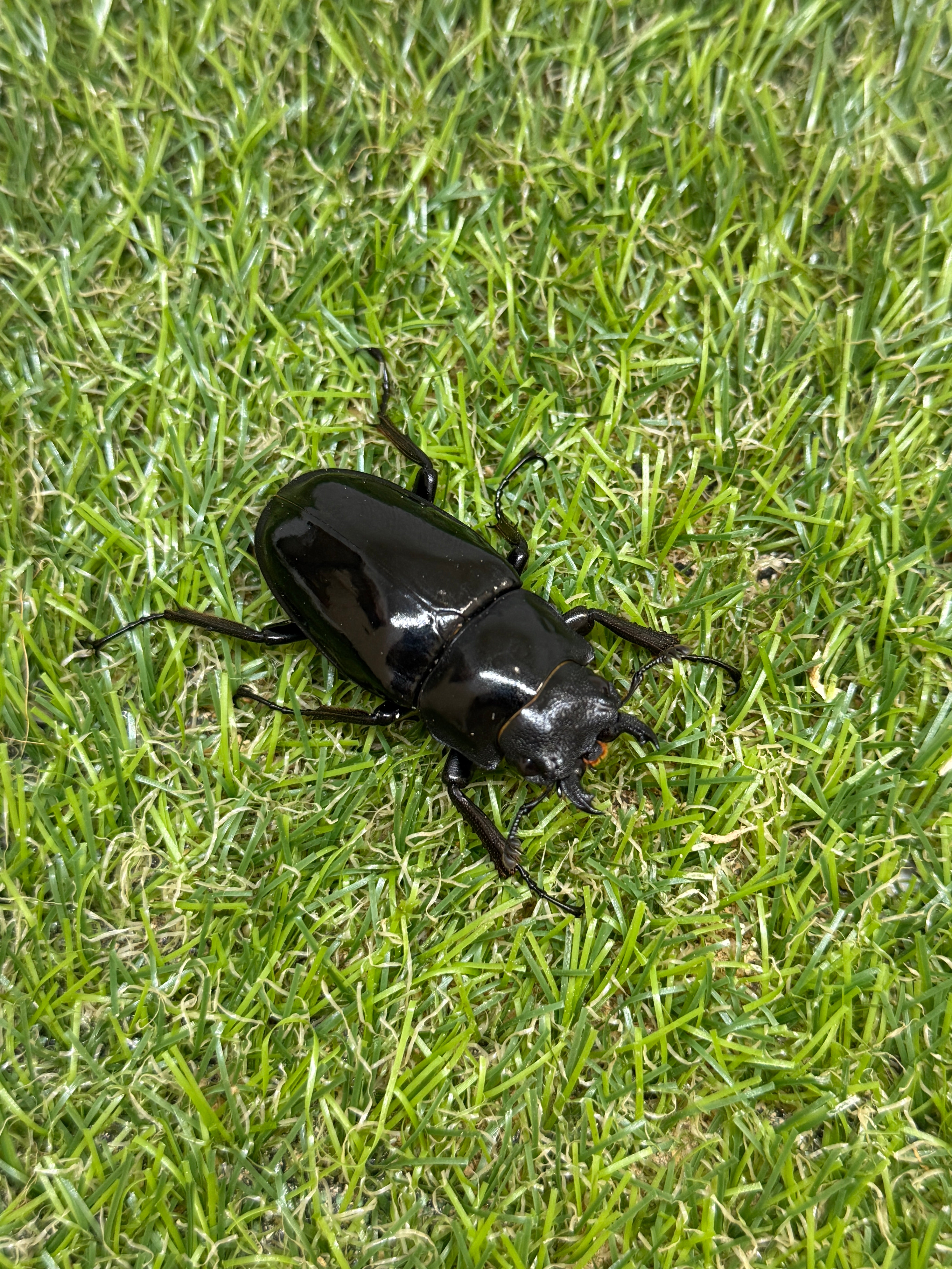 ギラファノコギリクワガタ ダイスケ ♂103mm成虫ペア – 昆虫ショップNexus