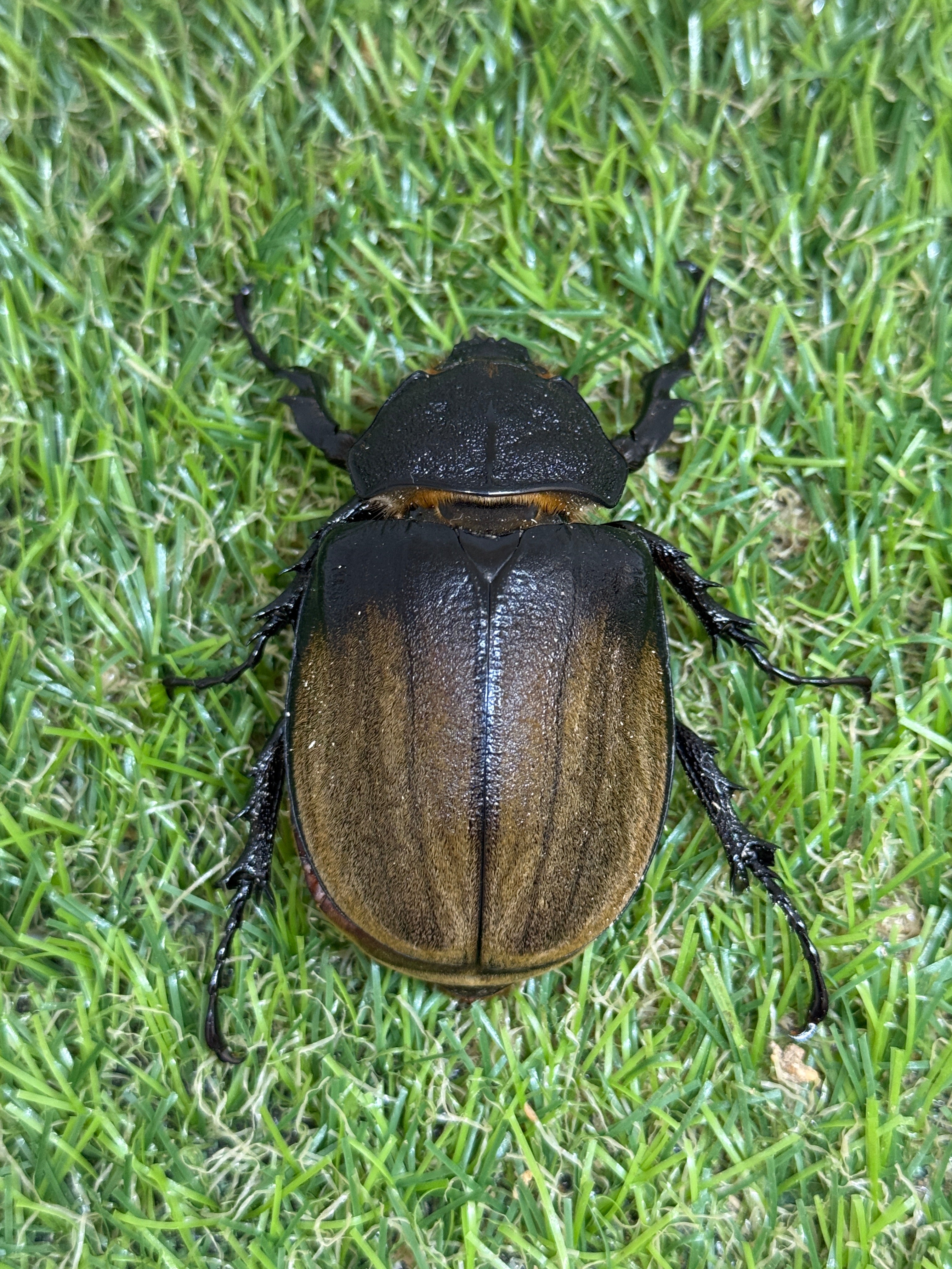 ゾウカブト – 昆虫ショップNexus