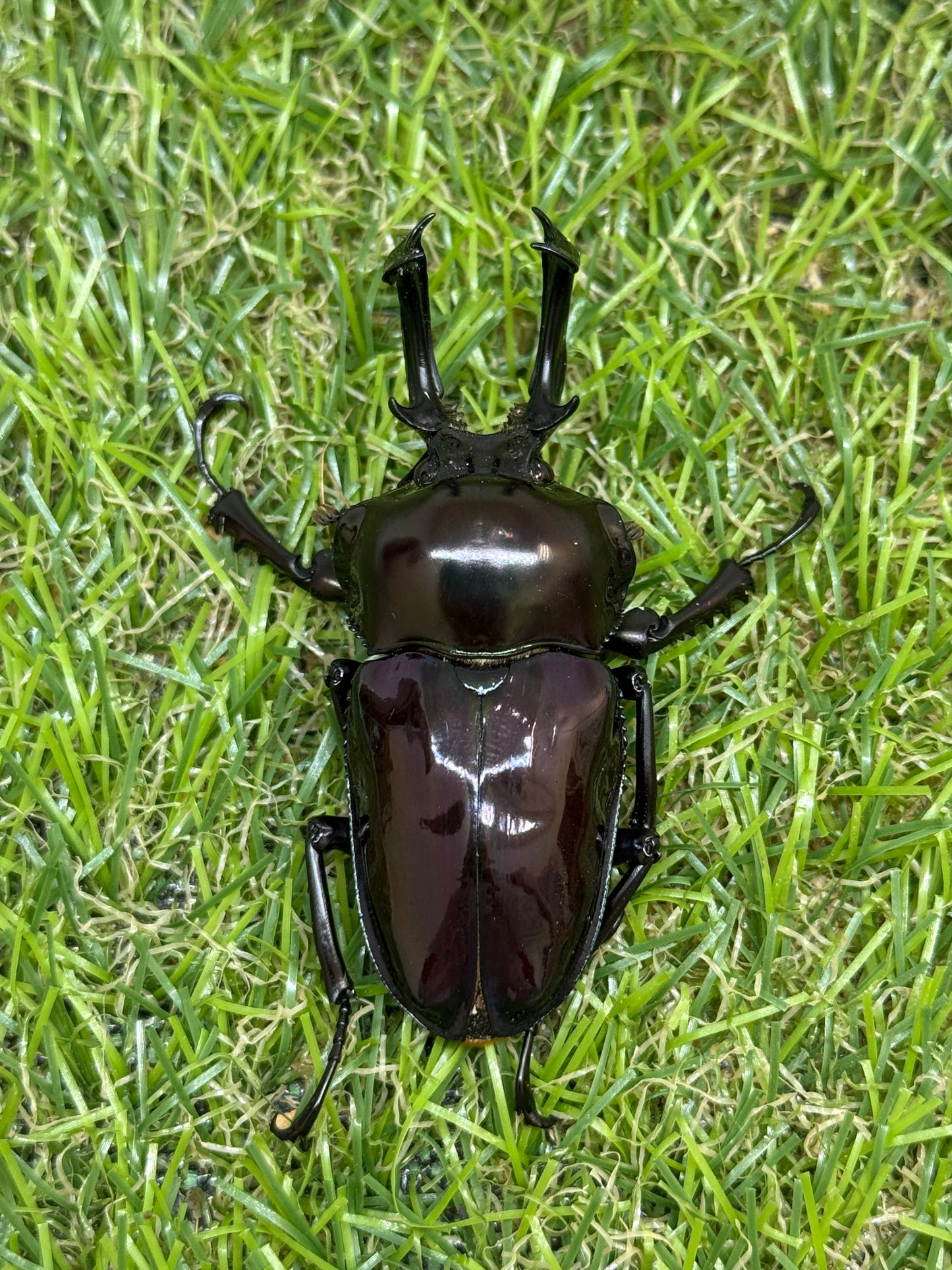 ニジイロクワガタ(紫紺系)　♂59.5mm成虫ペア