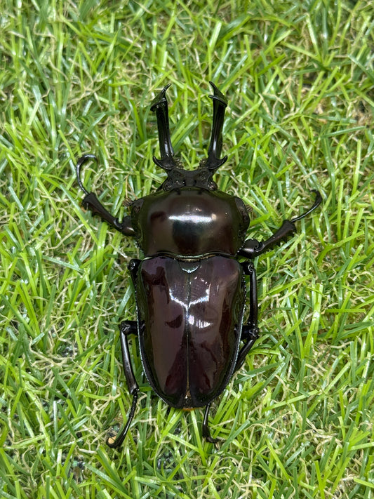 ニジイロクワガタ(紫紺系)　♂59.5mm成虫ペア