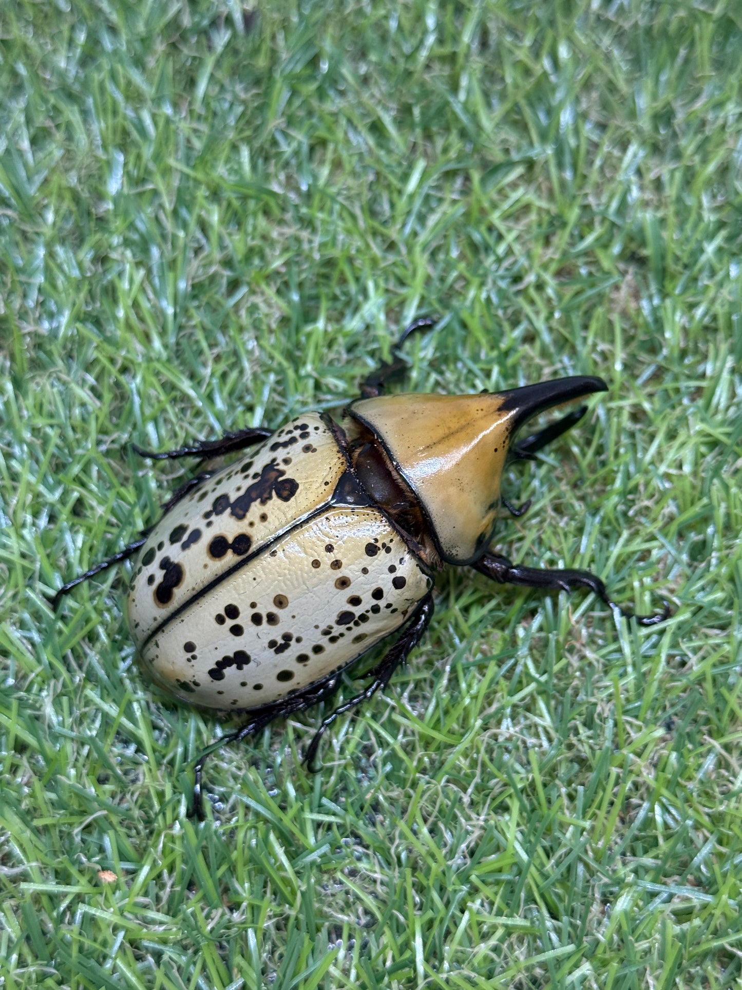 ティティウスシロカブト　♂65mm成虫ペア