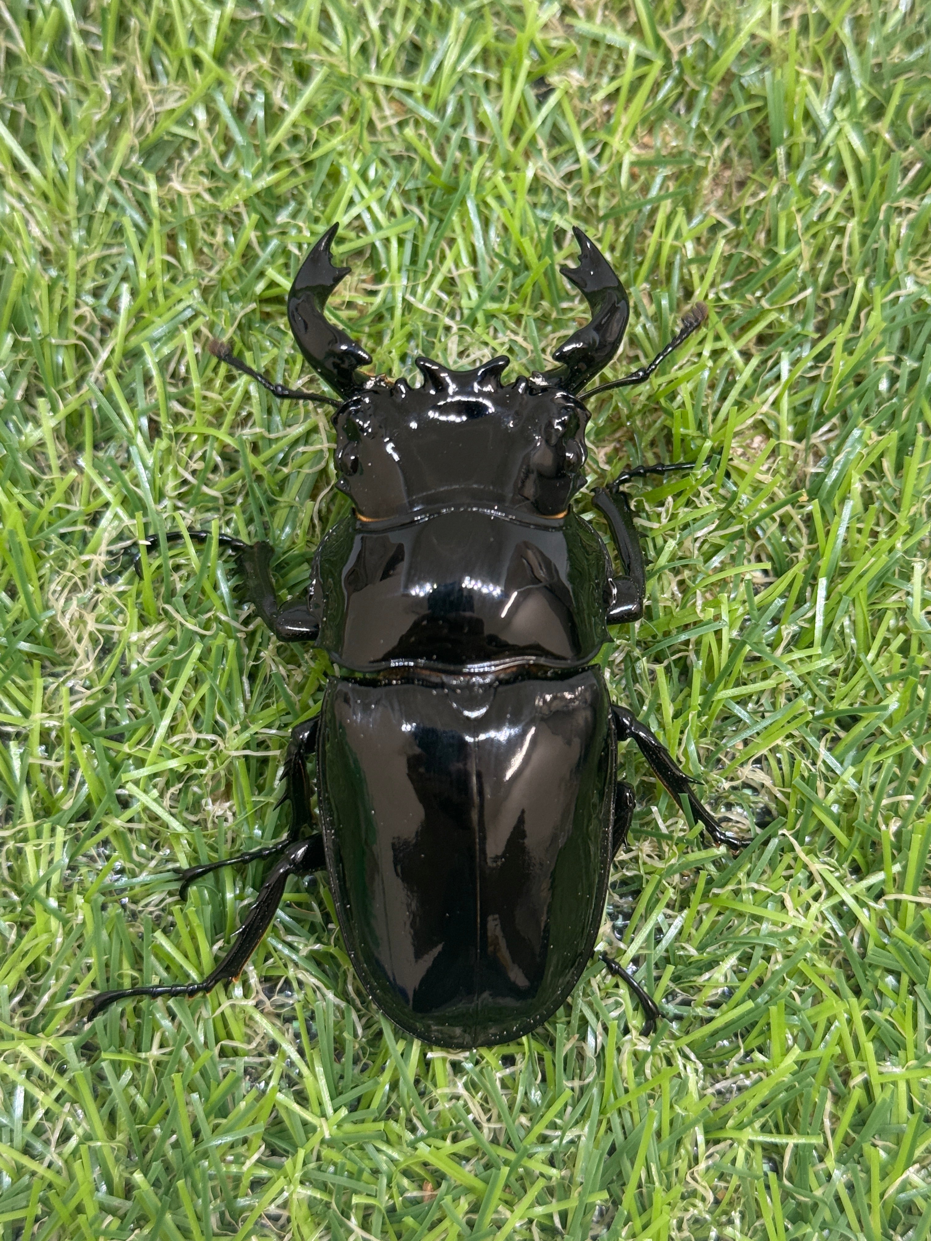 外国産クワガタその他 – 昆虫ショップNexus