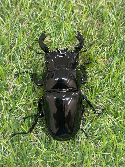 タランドゥスオオツヤクワガタ　♂70.5mm単品