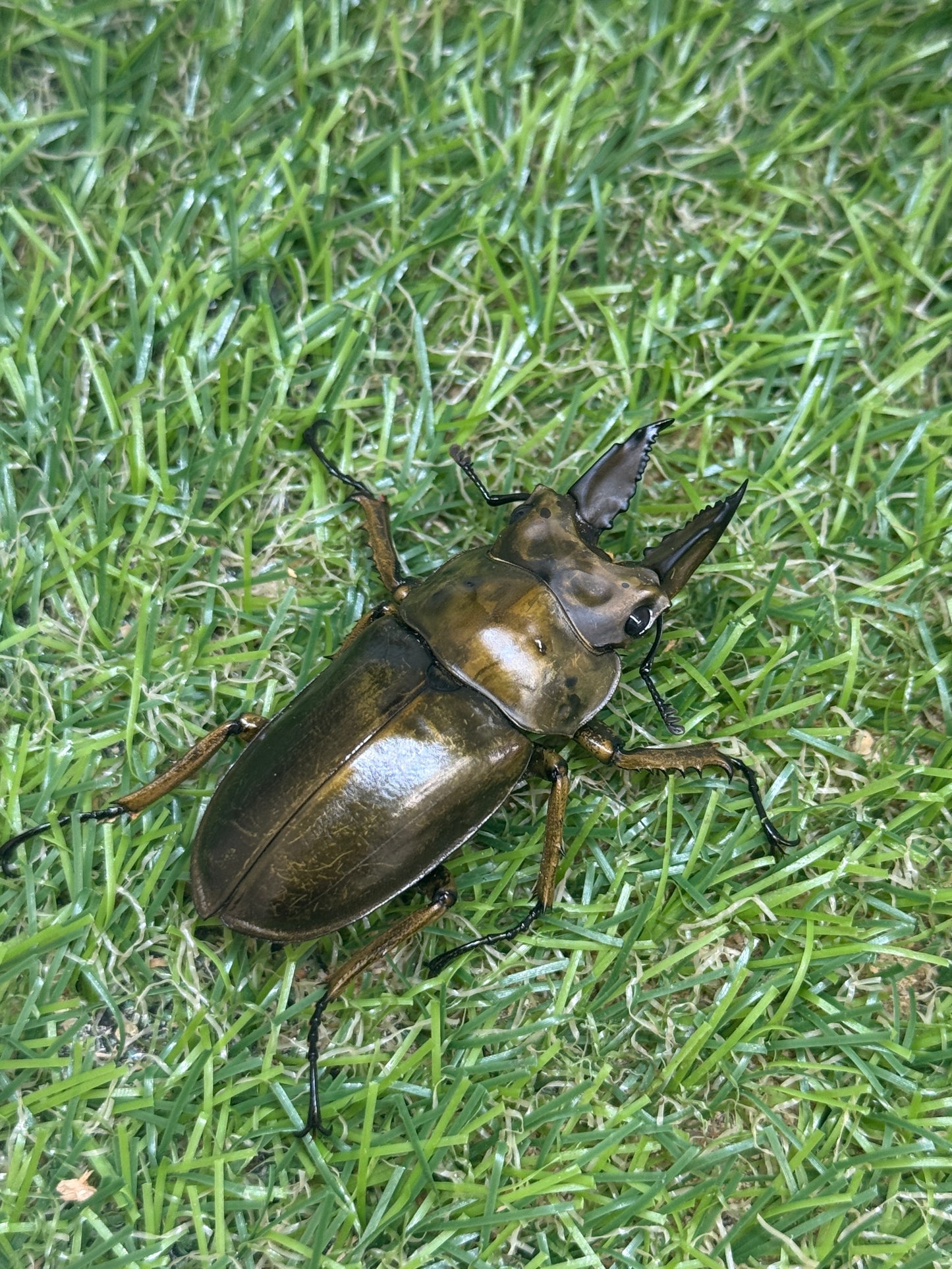 ババオウゴンオニクワガタ　♂52mm成虫ペア