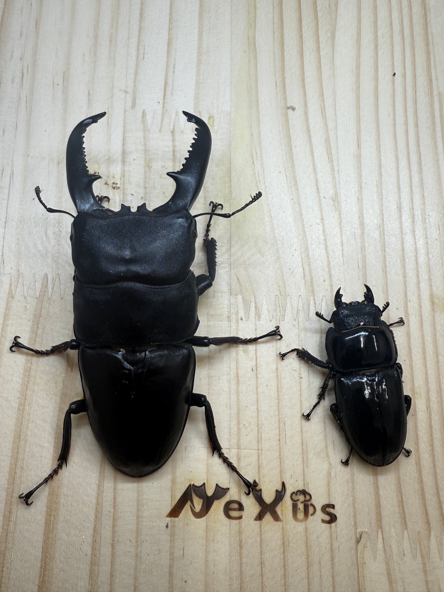 パラワンオオヒラタクワガタ(ピンクアイ血統)♂101.6mm　成虫ペア