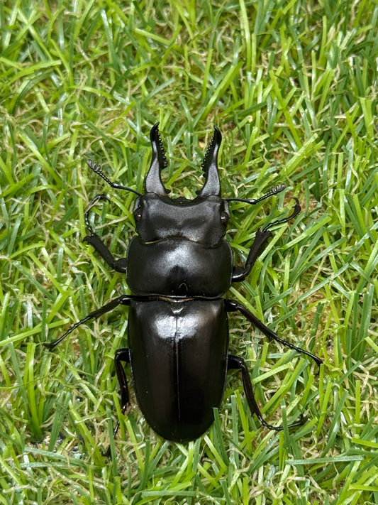セリコルニスノコギリクワガタ　♂46mm成虫ペア